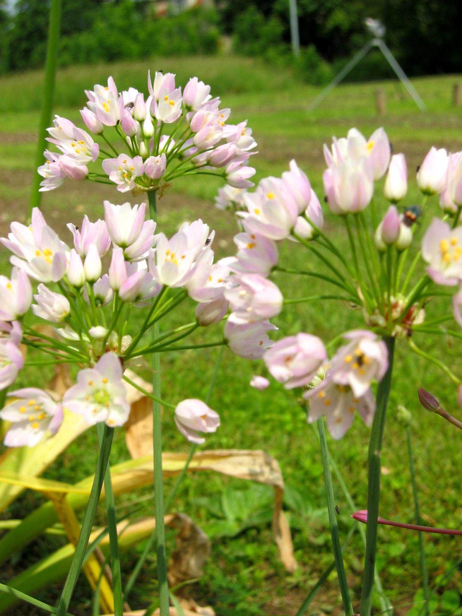 260135_Allium cowanii Nahaufnahme zarter hellrosa-weißer Blüten in dichten Dolden auf schlanken grünen Stielen, unscharfer Rasen- und Gartenhintergrund