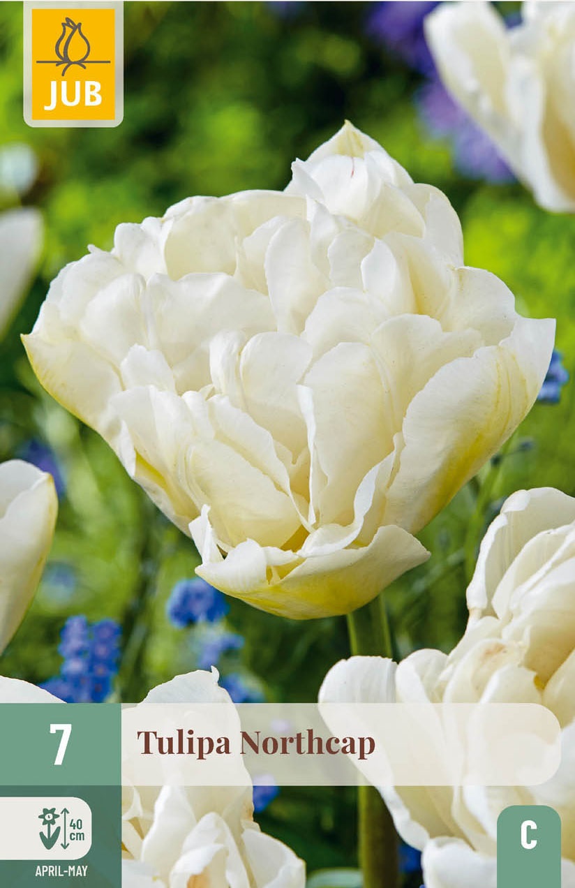 Gefüllte späte Tulpen Northcap