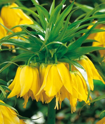 265171_Fritillaria imperialis Maxima Lute Gelbe Kaiserkrone (Fritillaria imperialis) mit hängenden, glockenförmigen Blüten und markanten grünen Hochblättern