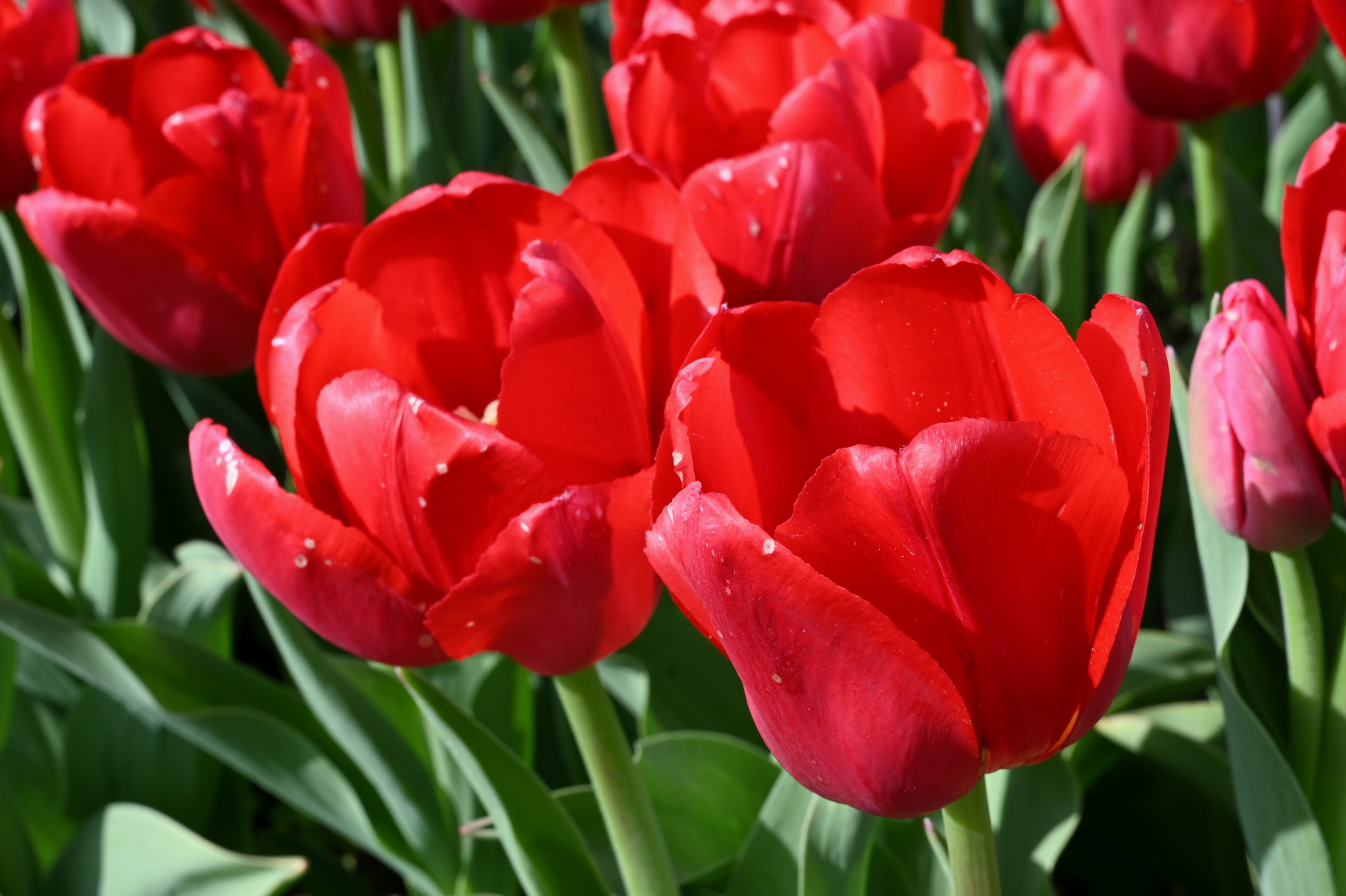 Triumph-Tulpen Proton
