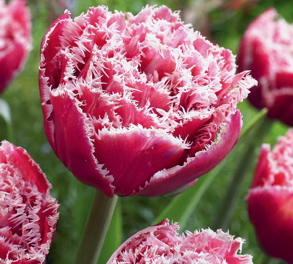 Crispa-Tulpen Brest