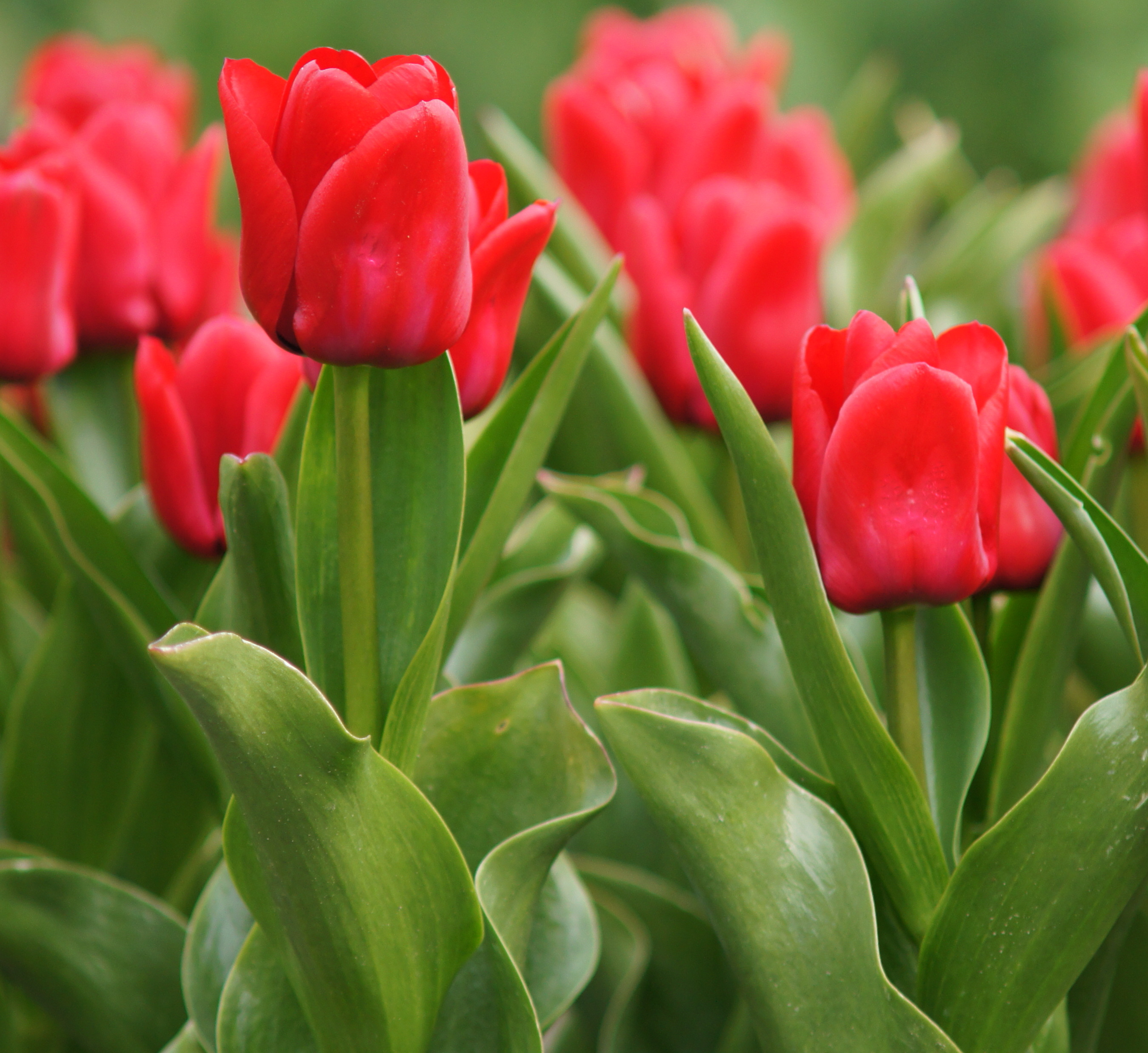 Nahaufnahme roter Tulpen mit frischen grünen Blättern in einem Garten, unscharfer Hintergrund
