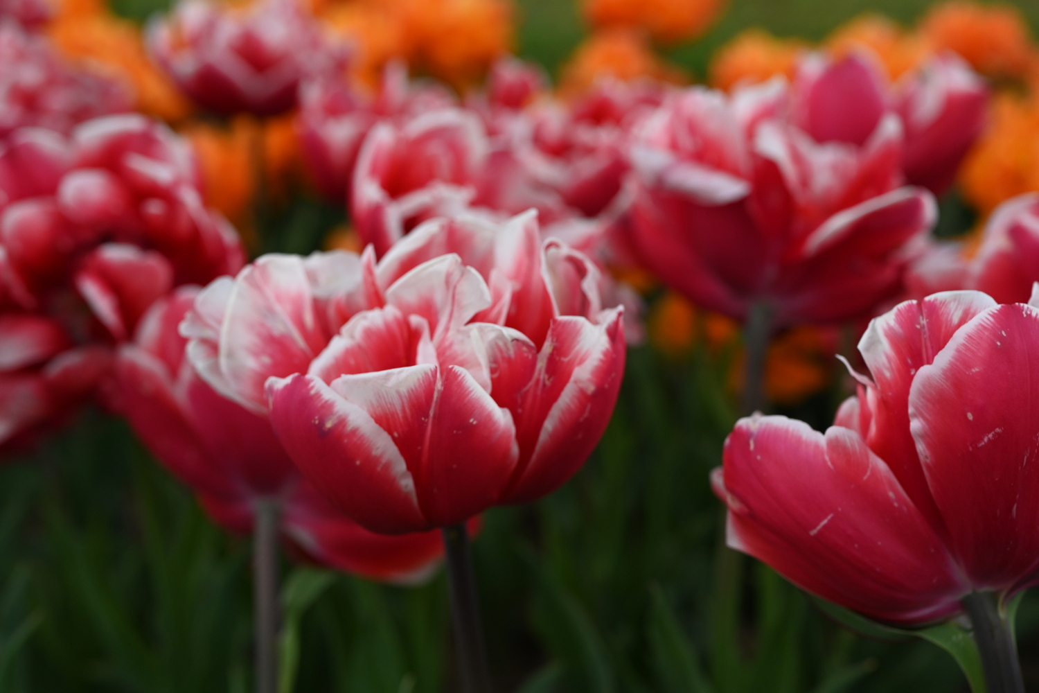 Gefüllte frühe Tulpen Voicemail