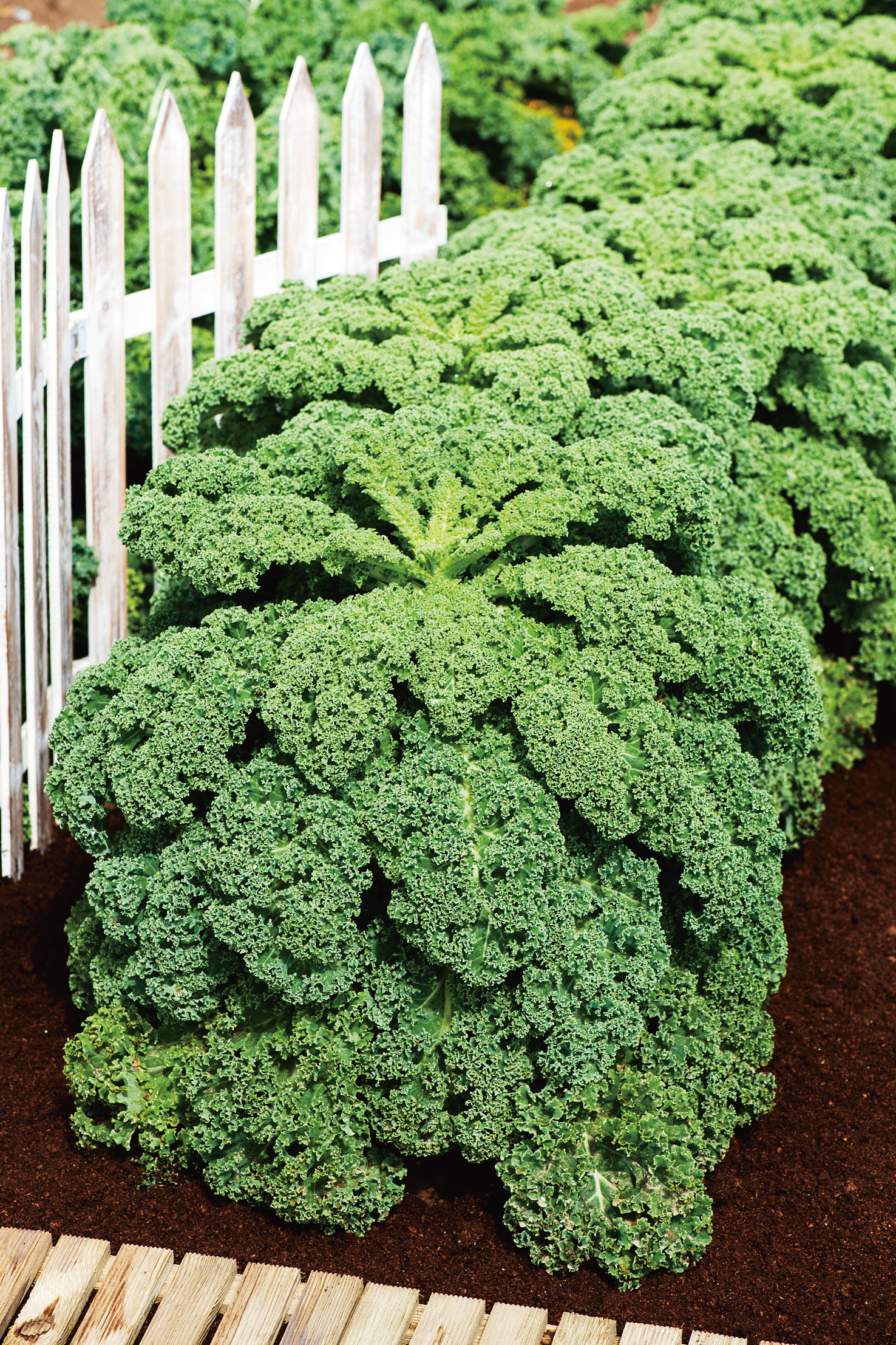 Grünkohl Winterbor F1