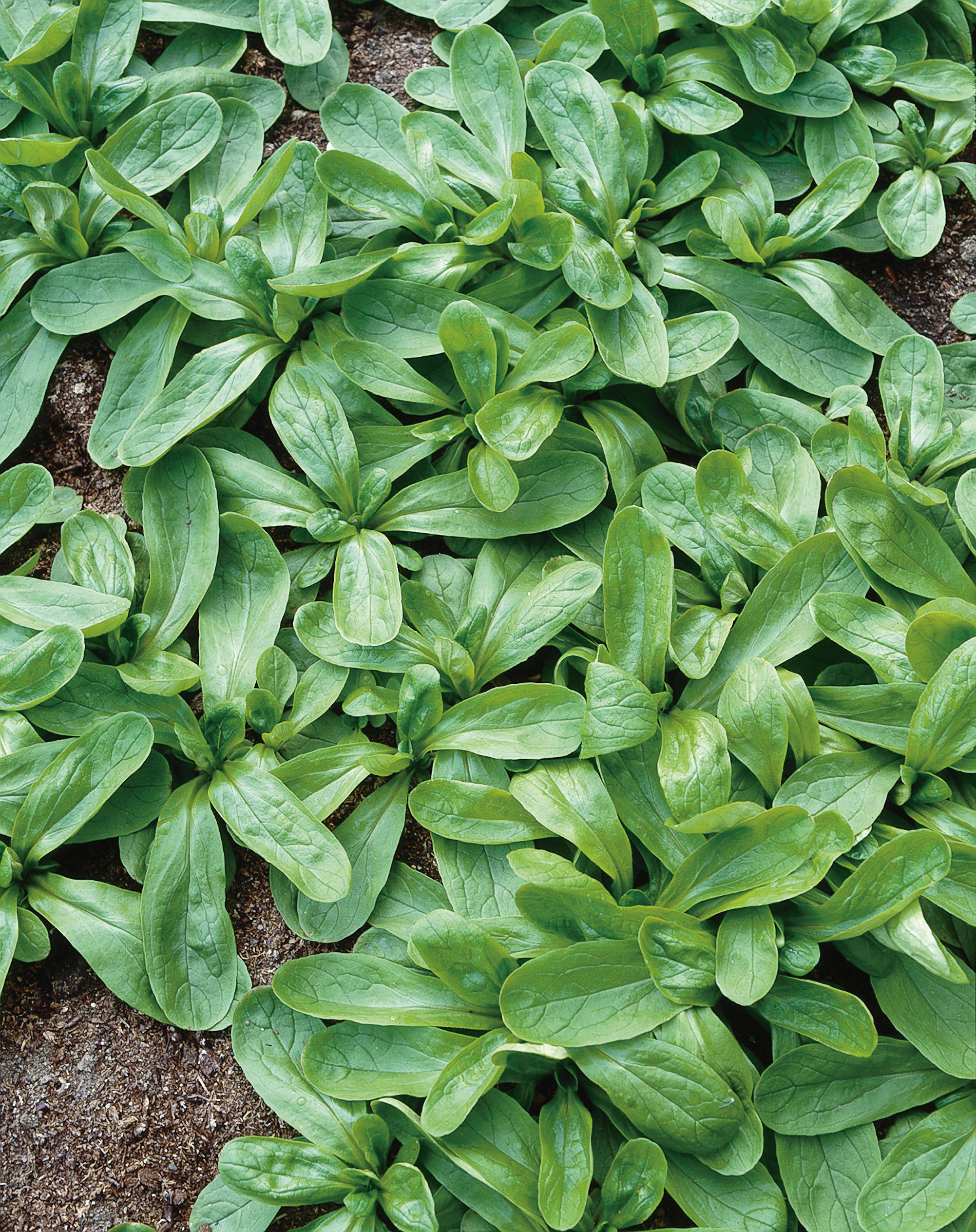 Feldsalat Holländischer