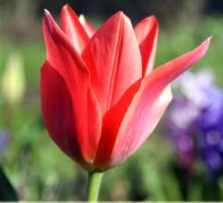 Rote Tulpe in Nahaufnahme, grüner Stängel, unscharfer Gartenhintergrund mit violetten Blumen