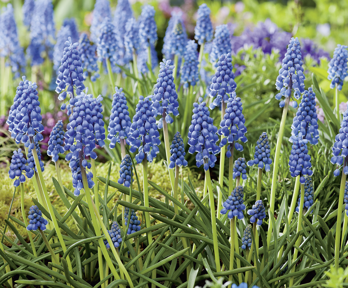 58001_Muscari armeniacum FM Muscari armeniacum