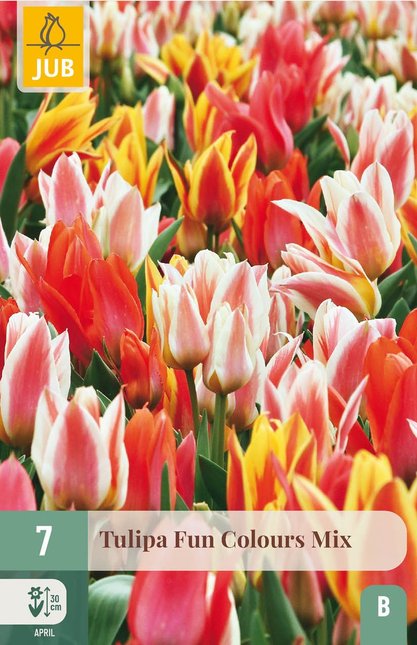 Greigii-Tulpen Fun Colors