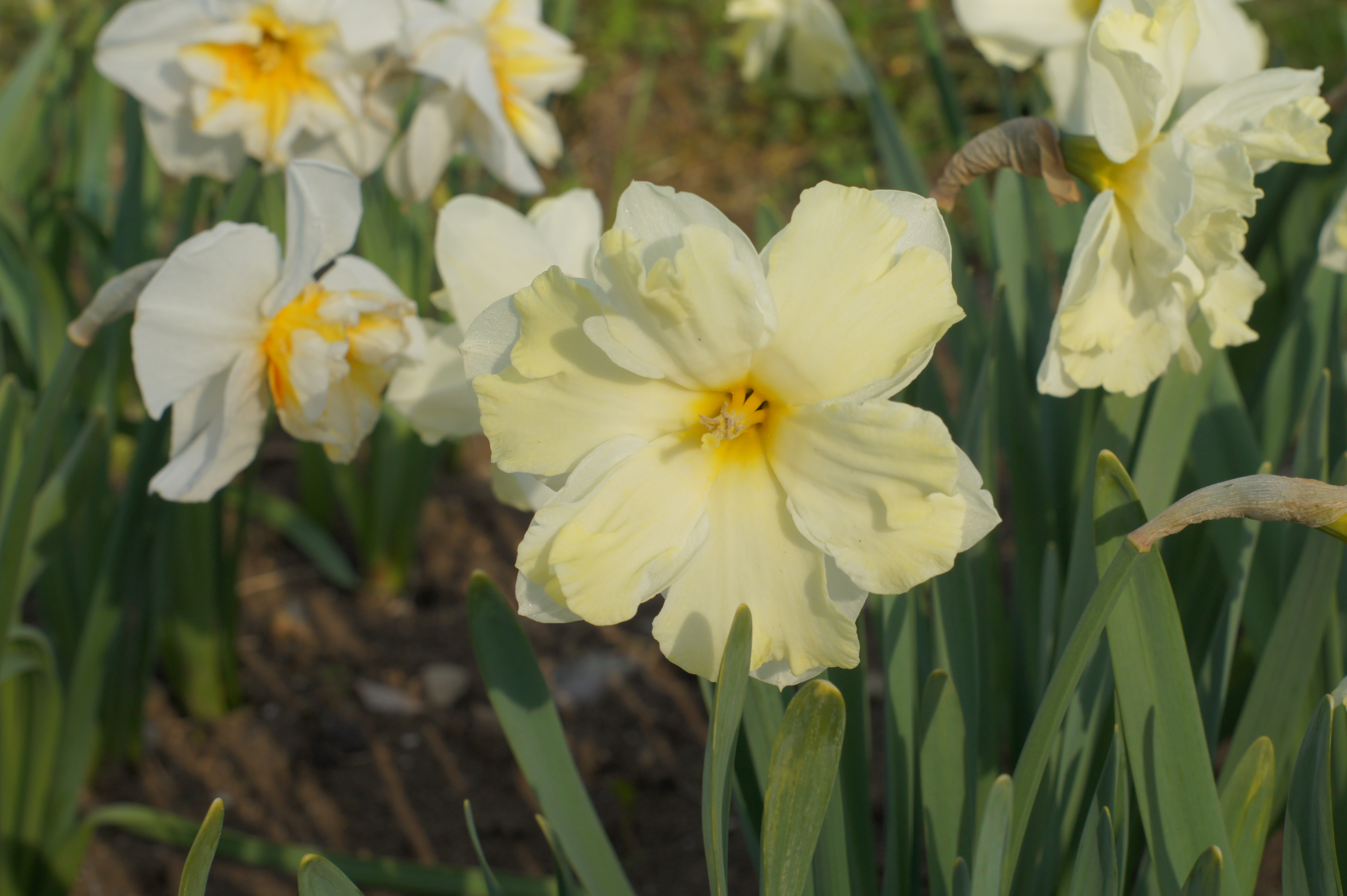 Nahaufnahme einer gelb-weißen Narzissenblüte mit hellem gelbem Zentrum im Blumenbeet, umgeben von grünen Blättern