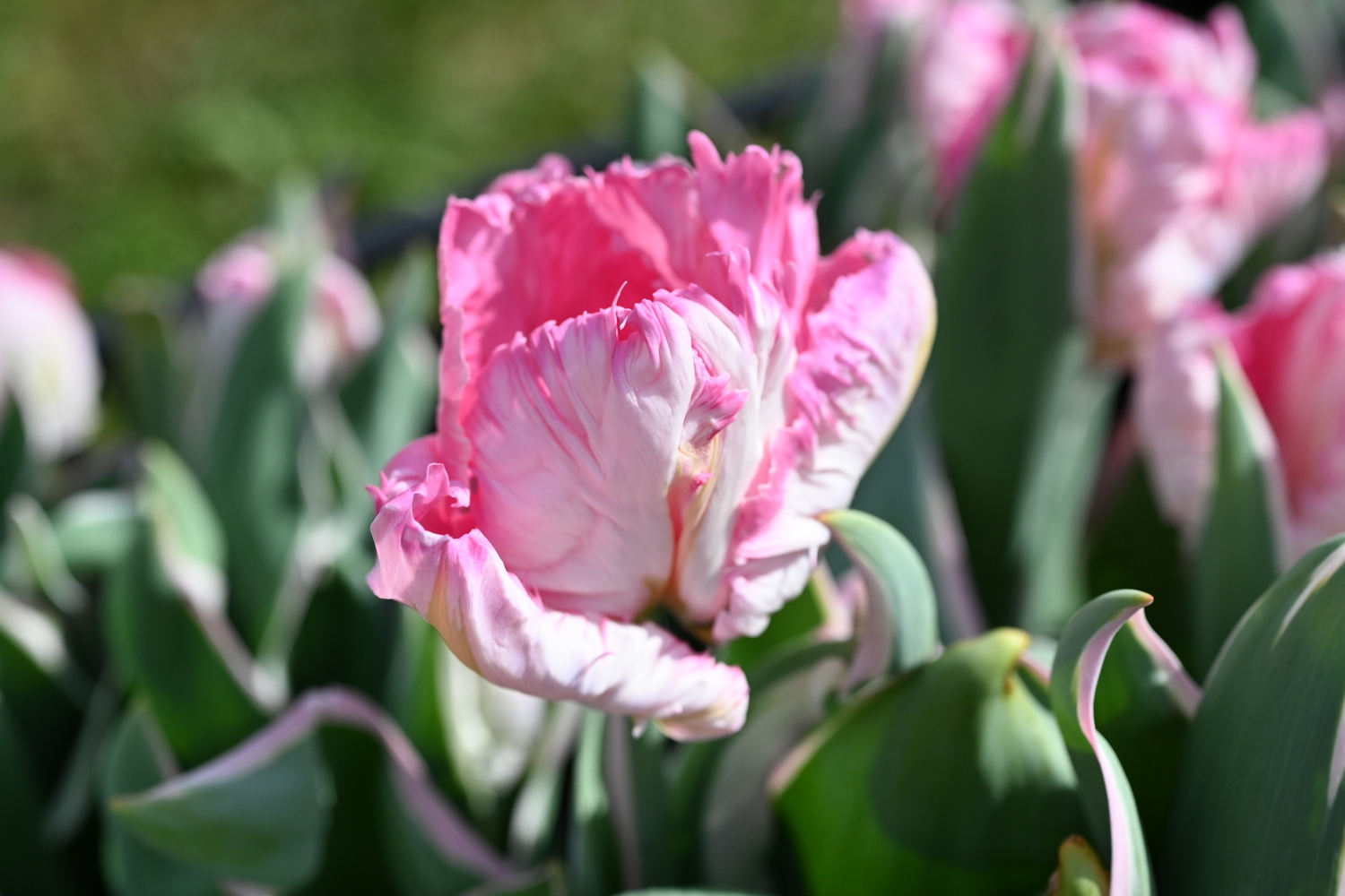 Nahaufnahme einer rosa-weißen Papageientulpe mit gefransten, rüschigen Blütenblättern und grünen Blättern im Hintergrund