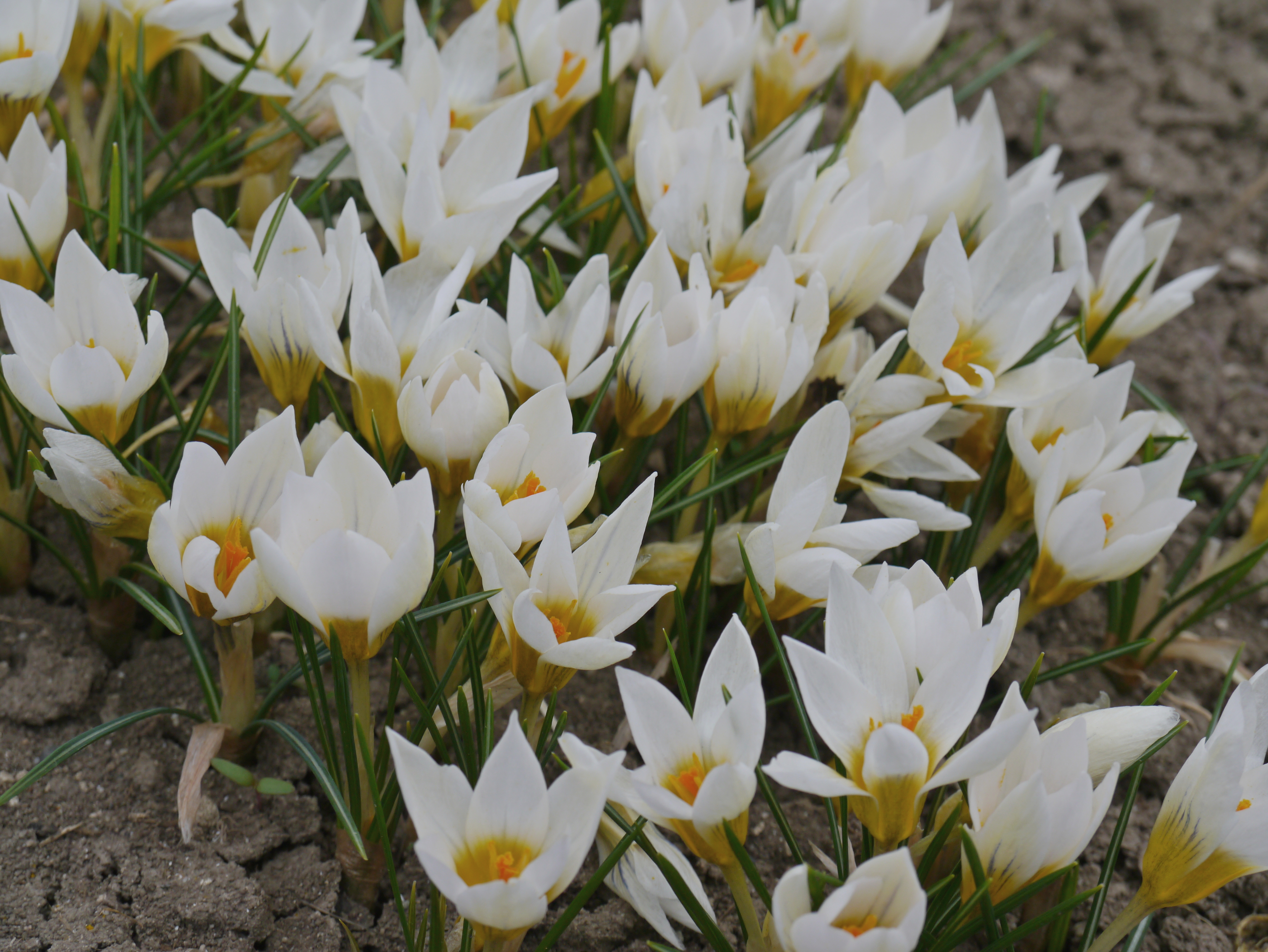 Nahaufnahme mehrerer weißer Krokusse mit gelben Staubgefäßen und grünen Laubblättern in einem Beet auf brauner Erde, Frühlingsblüten