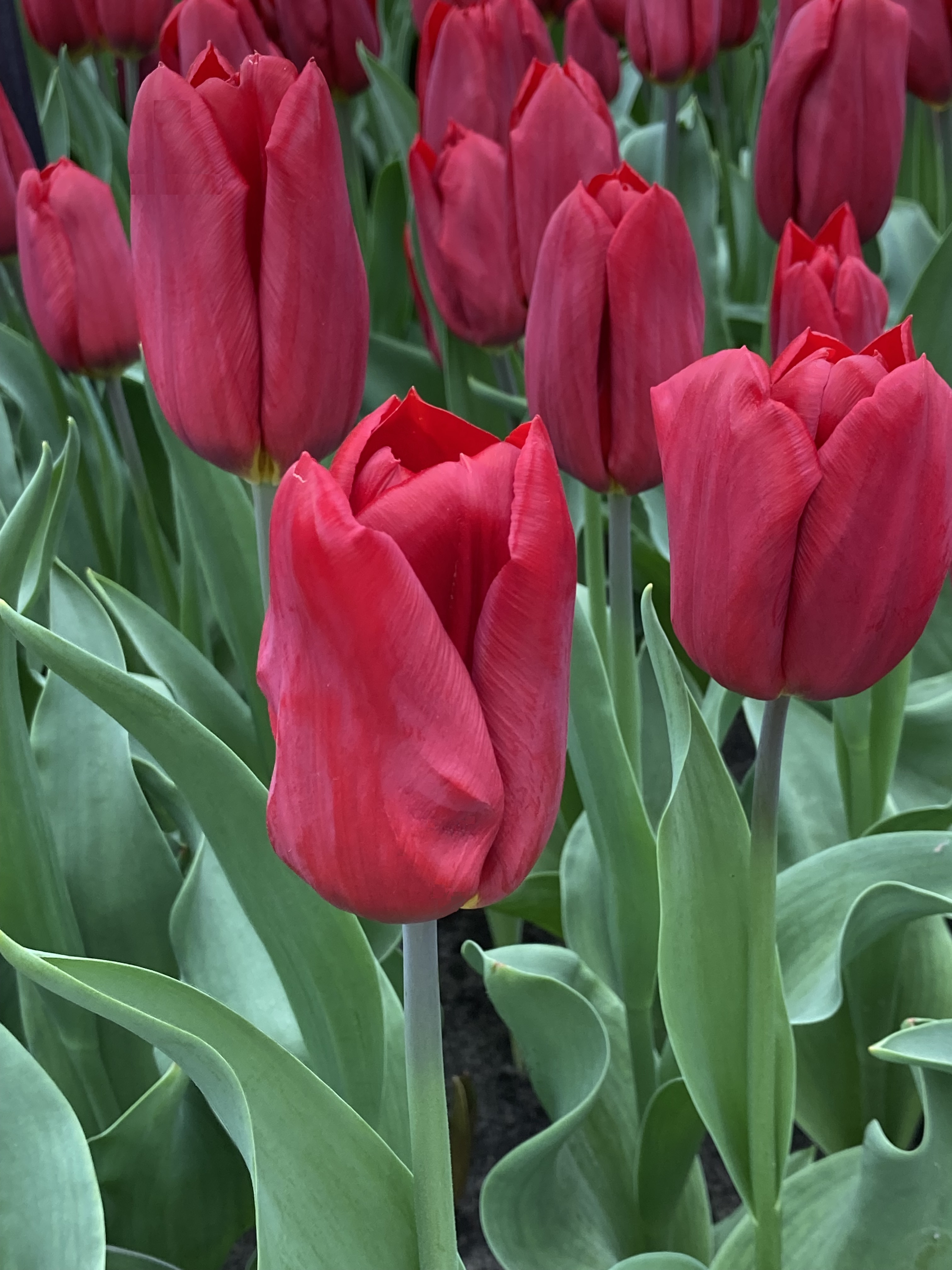 Nahaufnahme mehrerer roter Tulpen mit geschlossenen und halb geöffneten Blüten sowie grünen Blättern im Blumenbeet