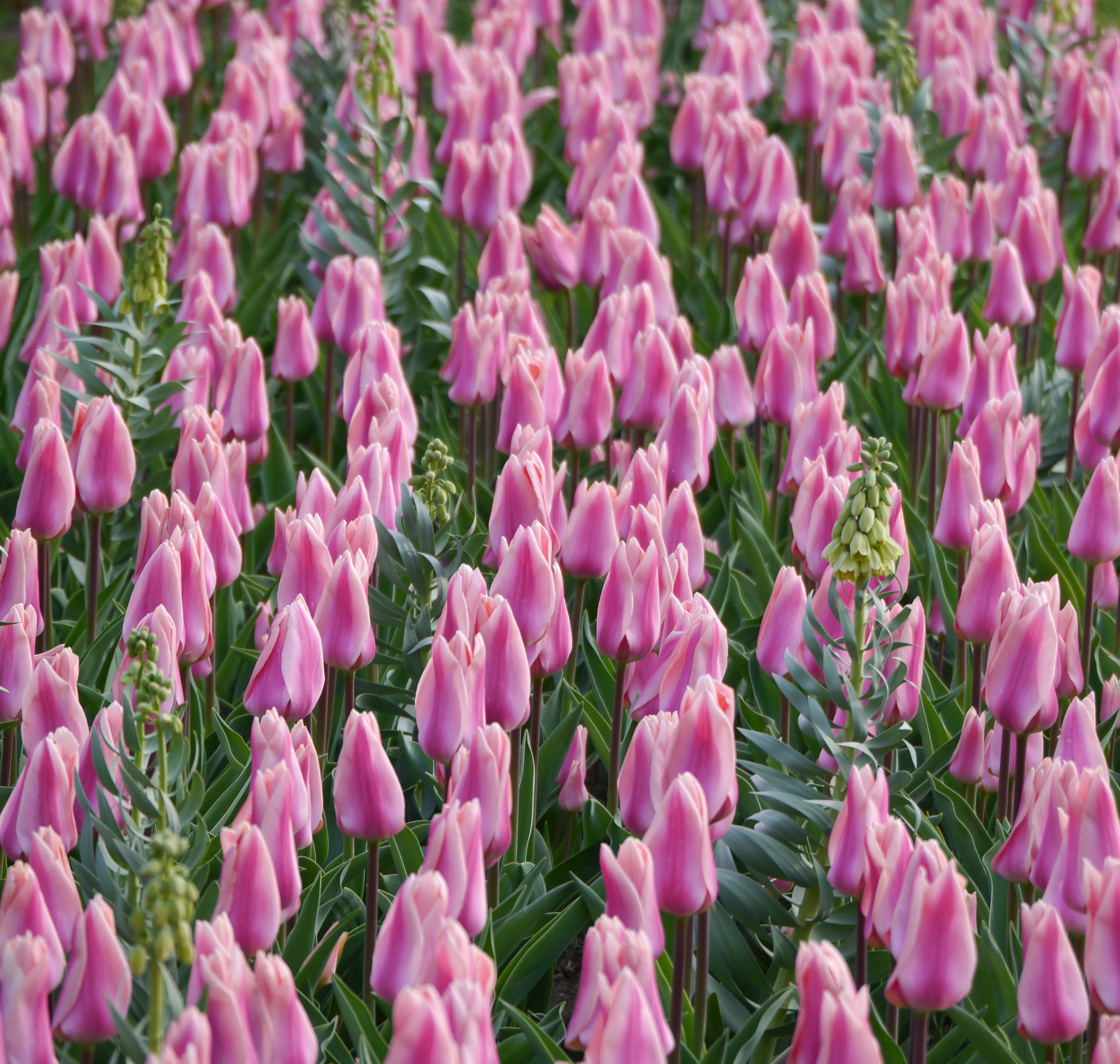 Blumenzwiebel-Mischung Frühlingsflirt Tag