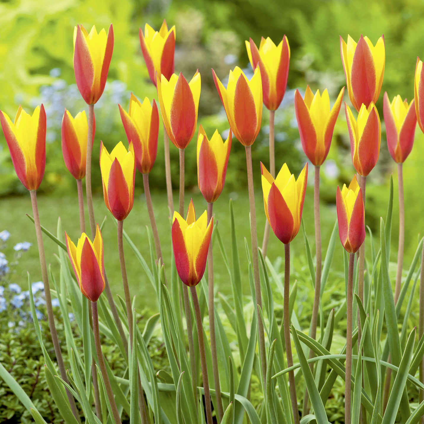 Tulipa clusiana var. chrysanta