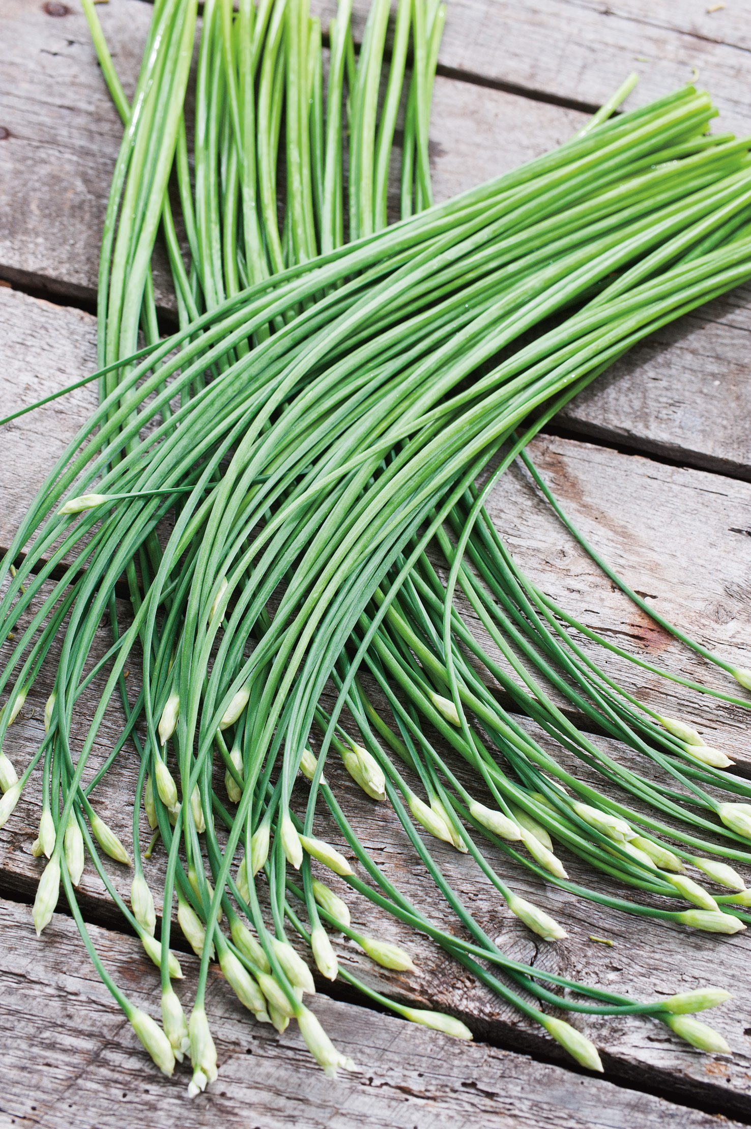 Schnittknoblauch (Bio) Garlic chives
