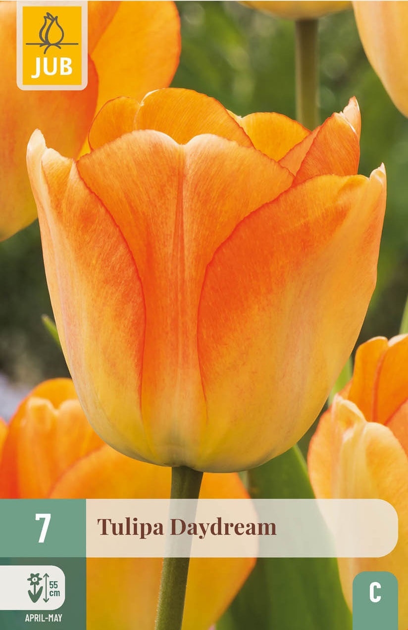 Darwin-Hybrid-Tulpen Daydream