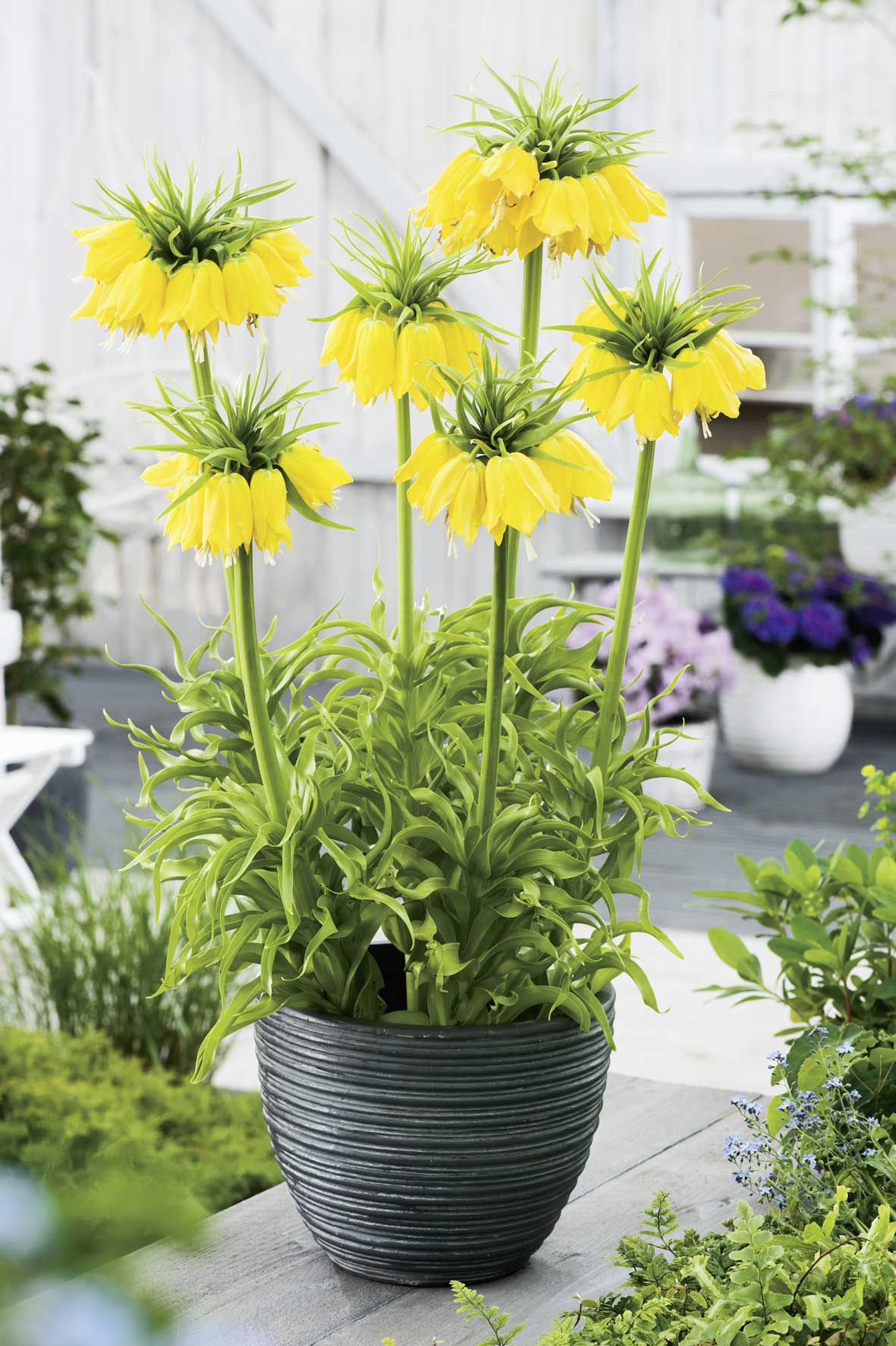265171_14304813_FM Gelbe Kaiserkrone (Fritillaria imperialis) in grauem Zier-Topf auf Terrasse, hohe grüne Stängel mit hängenden goldgelben Glockenblüten und dekorativer Blattkrone