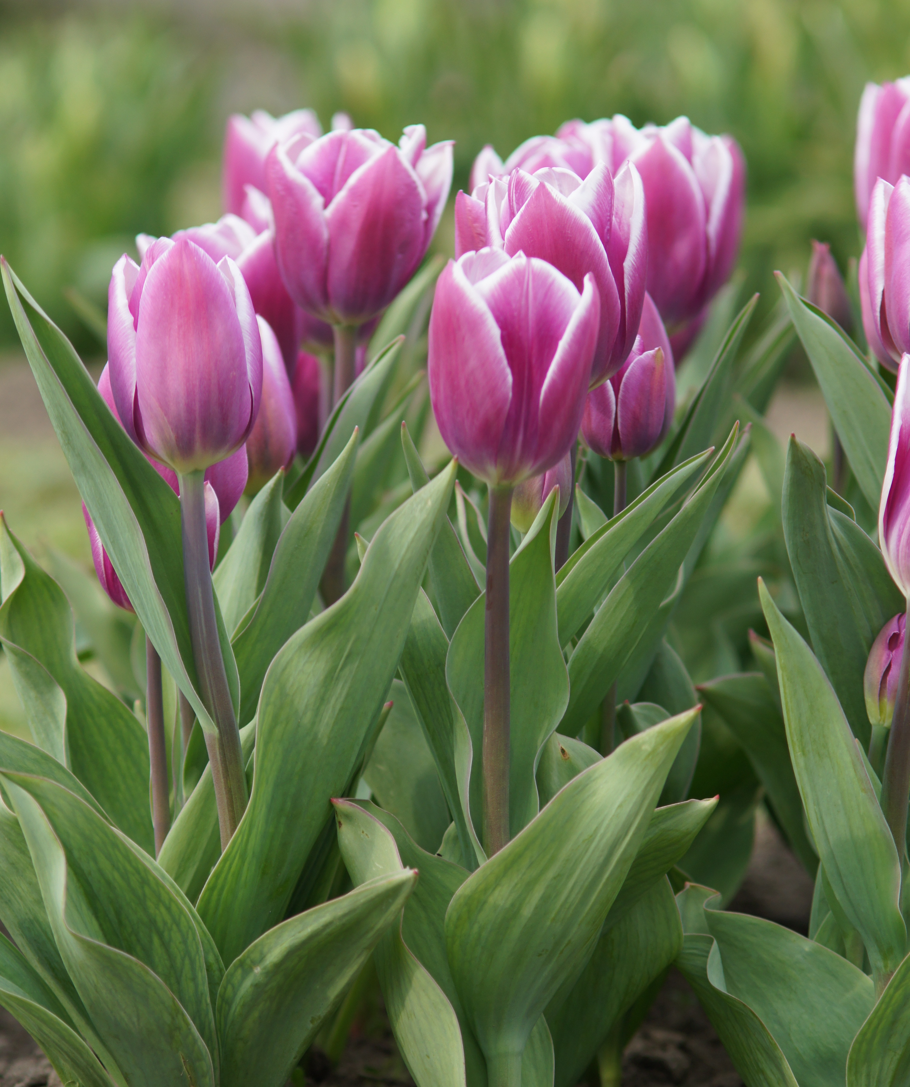 227581_Triumph-Tulpen Synaeda Blue Nahaufnahme mehrerer violett-weiß gesäumter Tulpen im Beet mit grünen Blättern