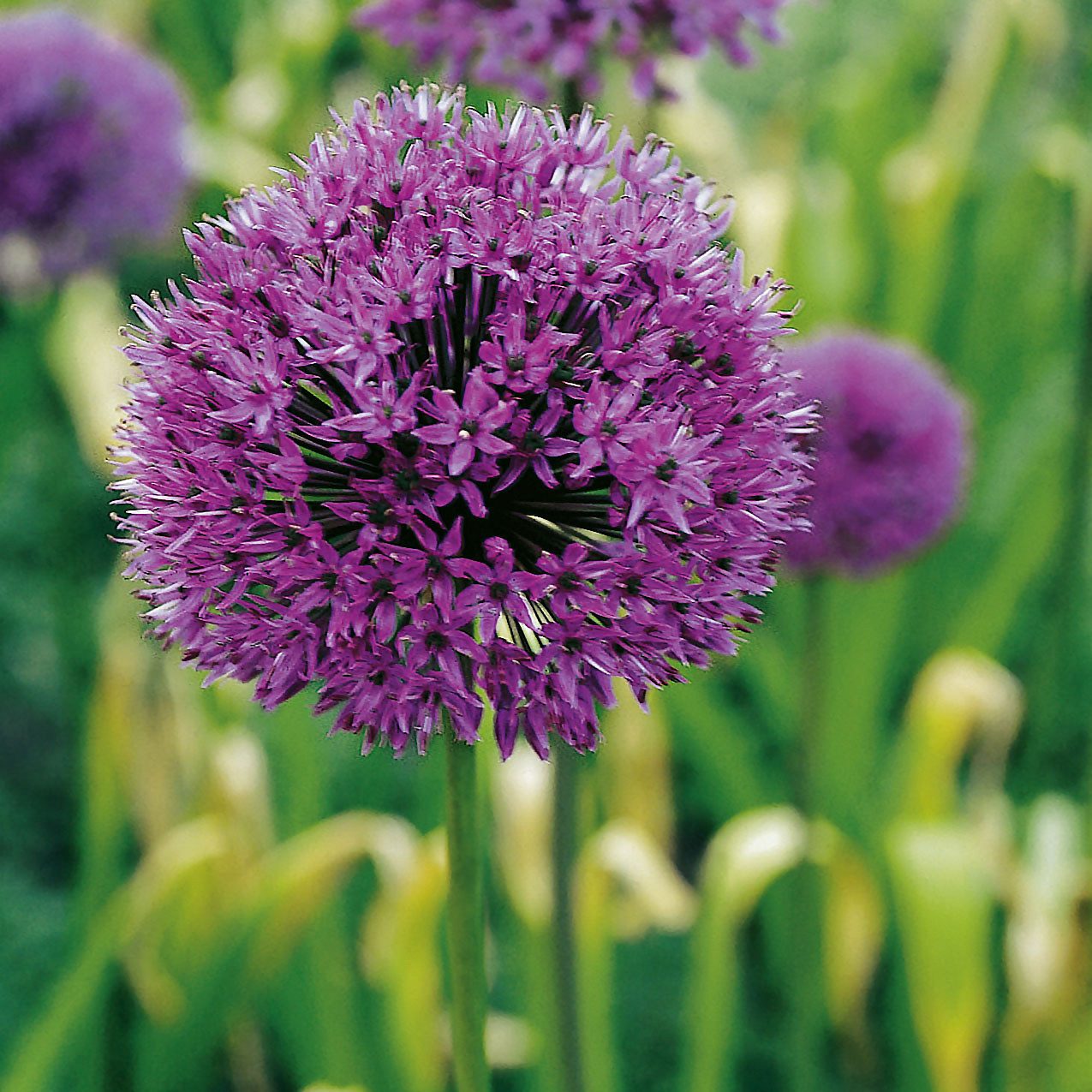 260130_Allium aflatunense Nahaufnahme eines lila Allium (Zierlauch) mit kugelförmigen Blüten, im Hintergrund unscharfe grüne Stängel und weitere Blüten