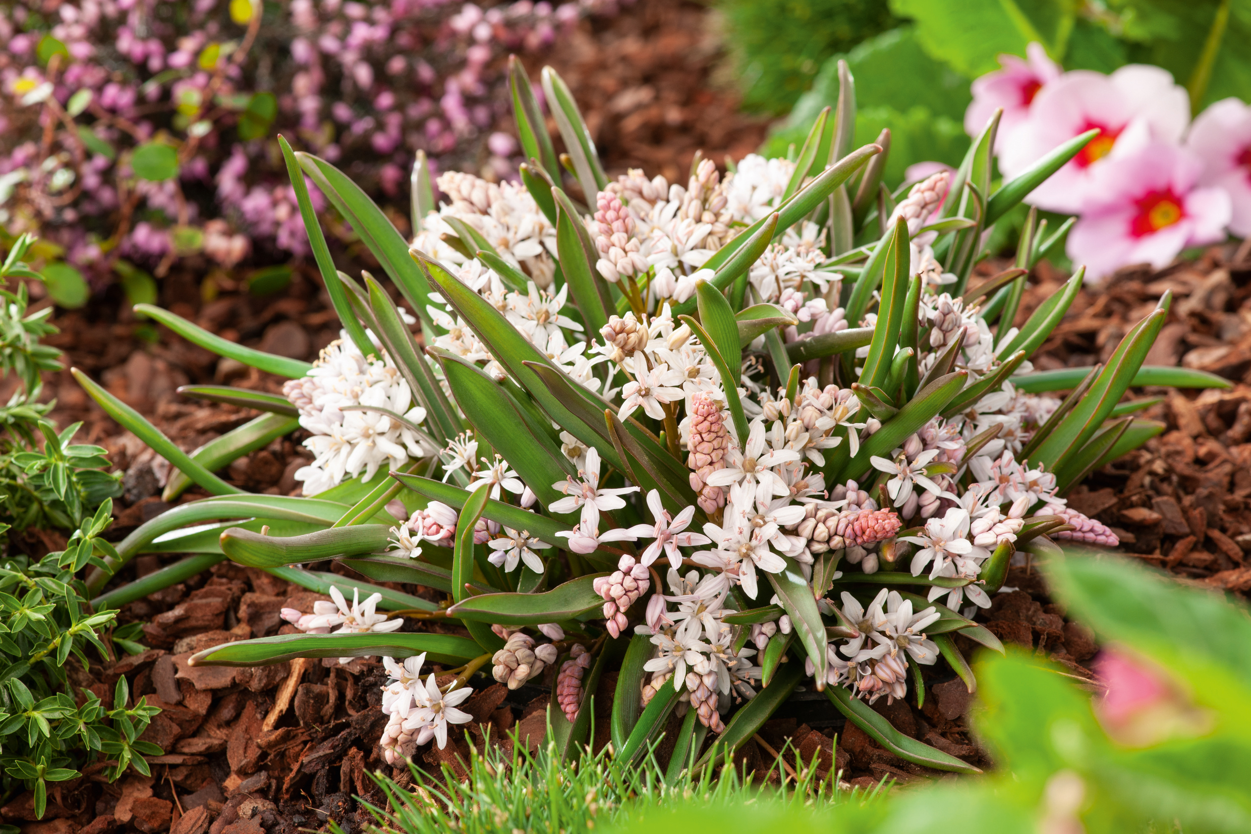 265326_Scilla_bifolia_Rosea Nahaufnahme eines niedrigen Bodendeckers mit vielen kleinen weißen bis zartrosa sternförmigen Blüten und grünen, schmalen Blättern auf Rindenmulch im Frühlingsbeet