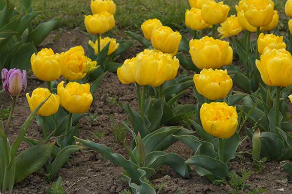 DSC08158 Mehrere gefüllte gelbe Tulpen im Beet mit grünen Blättern und sichtbarer Erde; eine einzelne lila Tulpe links im Bild