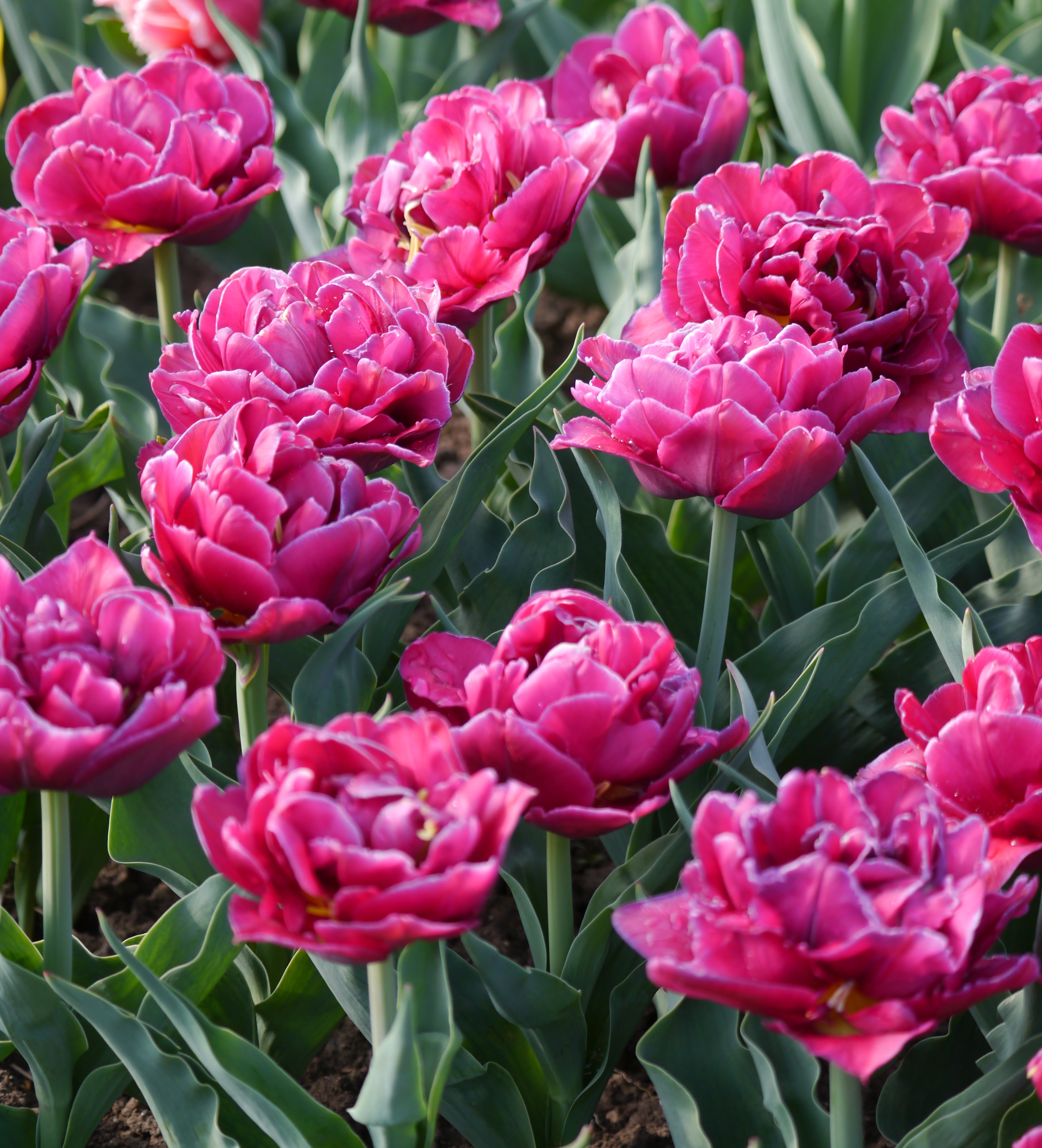 221222_Gef. späte Tulpen World Bowl_1 Nahaufnahme gefüllter pinker Pfingstrosen-Tulpen in kräftigem Rosa mit grünen Blättern im Blumenbeet