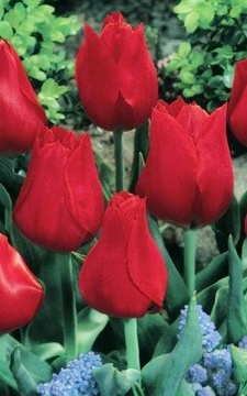 234291_Greigii-Tulpen Red Reflection_elbo19517_VP Nahaufnahme mehrerer roter Tulpen mit grünen Blättern und kleinen blauen Traubenhyazinthen im Blumenbeet
