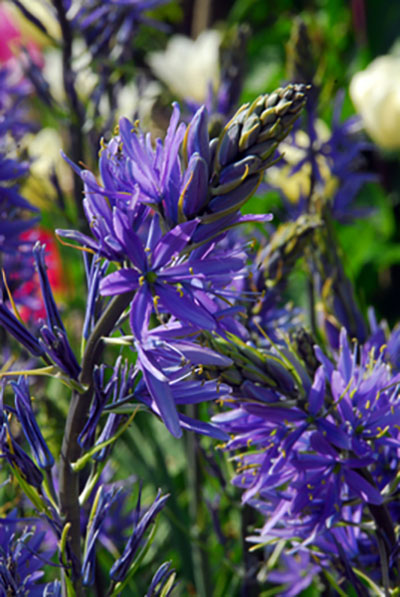 Camassia leichtlinii Nahaufnahme von leuchtend violetten Camassia (Kamas)-Blüten an hohen Stängeln im sonnigen Garten