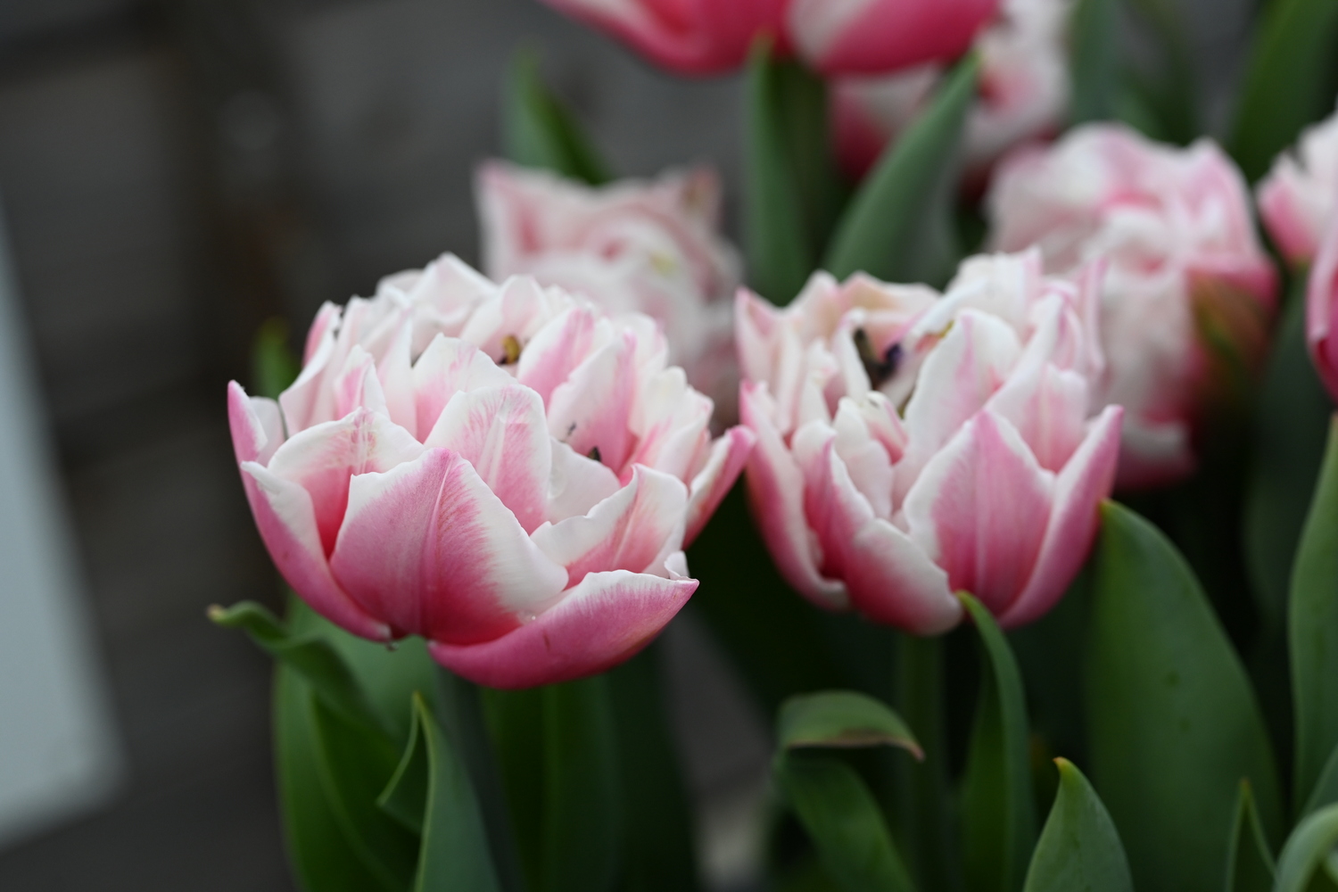 Gefüllte frühe Tulpen Sambuca