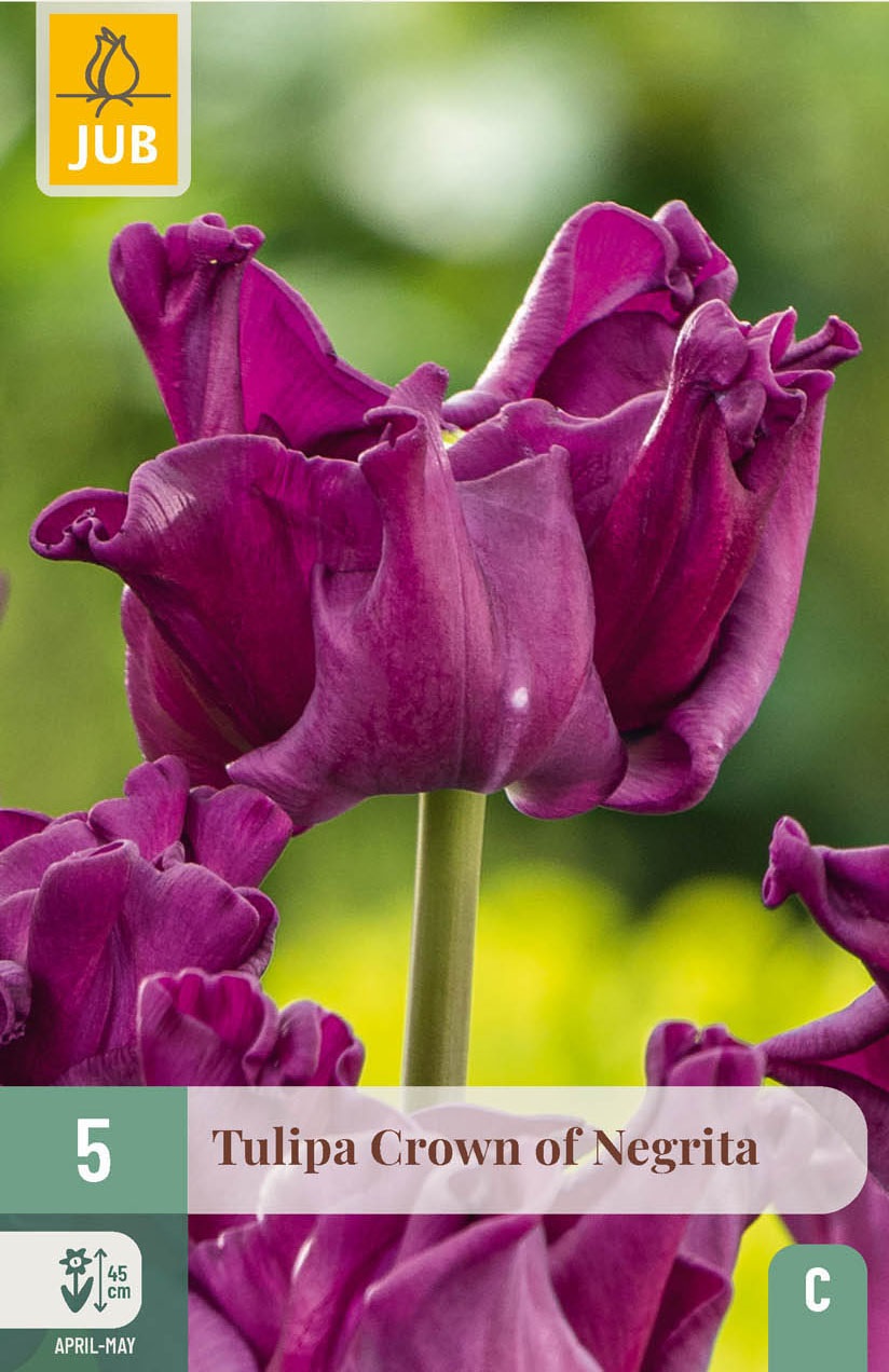 Triumph-Tulpen Crown of Negrita