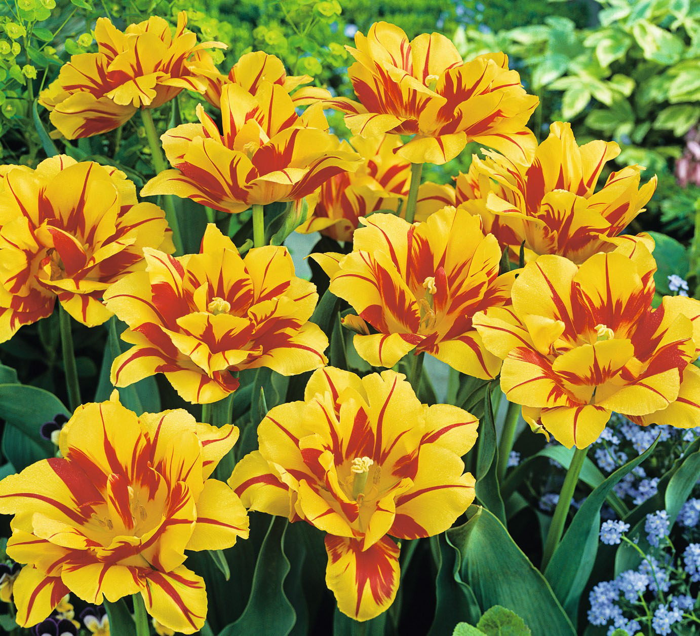 222421_Gef. Frühe Tulpen Monsella FM_RGB Nahaufnahme gelb-rot geflammter Tulpen (Parrot-Tulpen) in einem Frühlingsbeet mit grünen Blättern und kleinen blauen Blumen