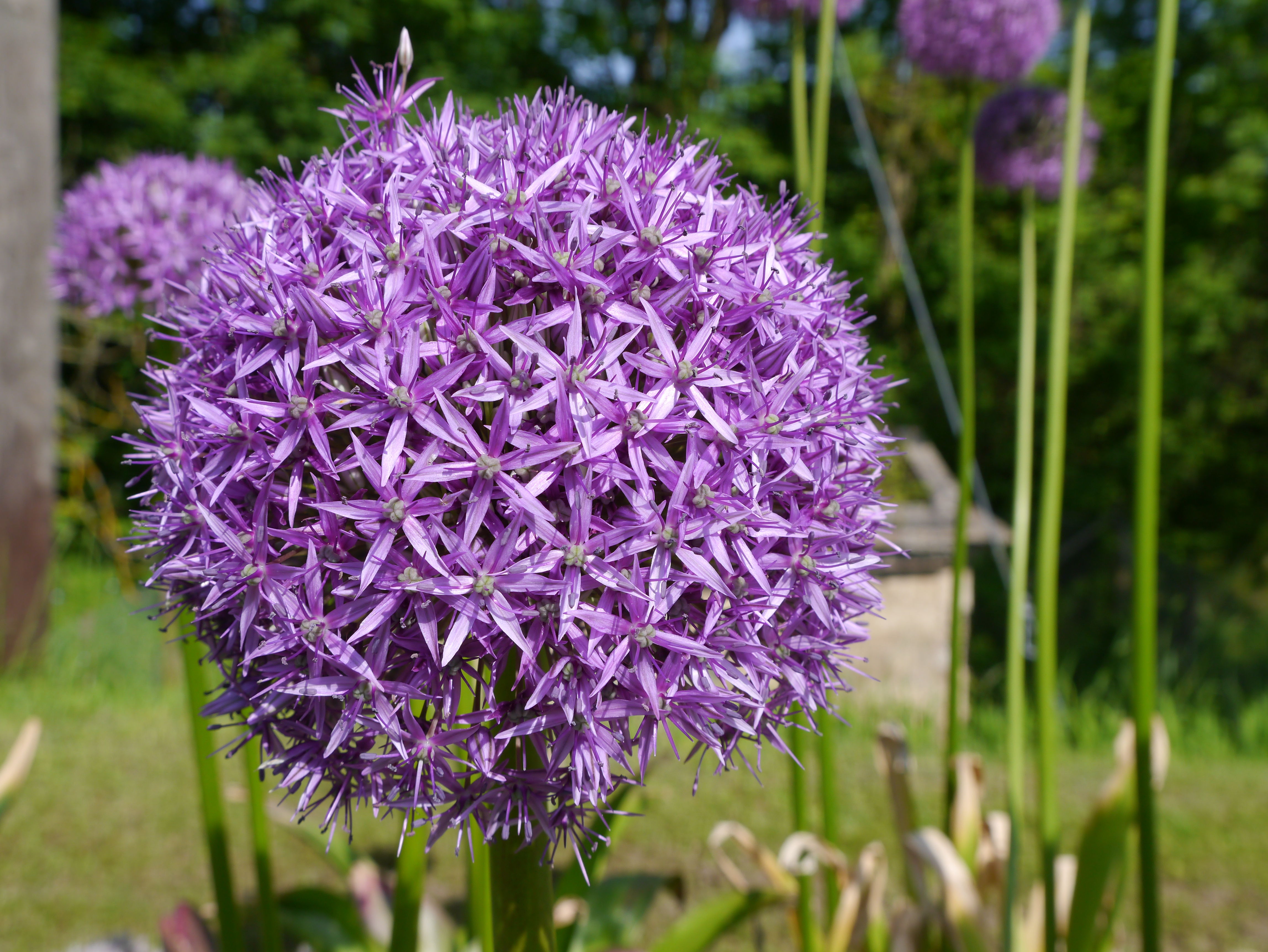 245212_Allium Globemaster Allium Globemaster