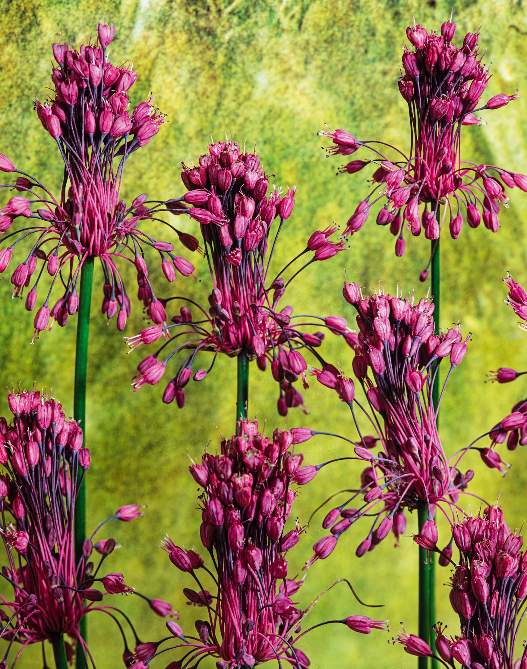 Allium carinatum ssp. pulchellum