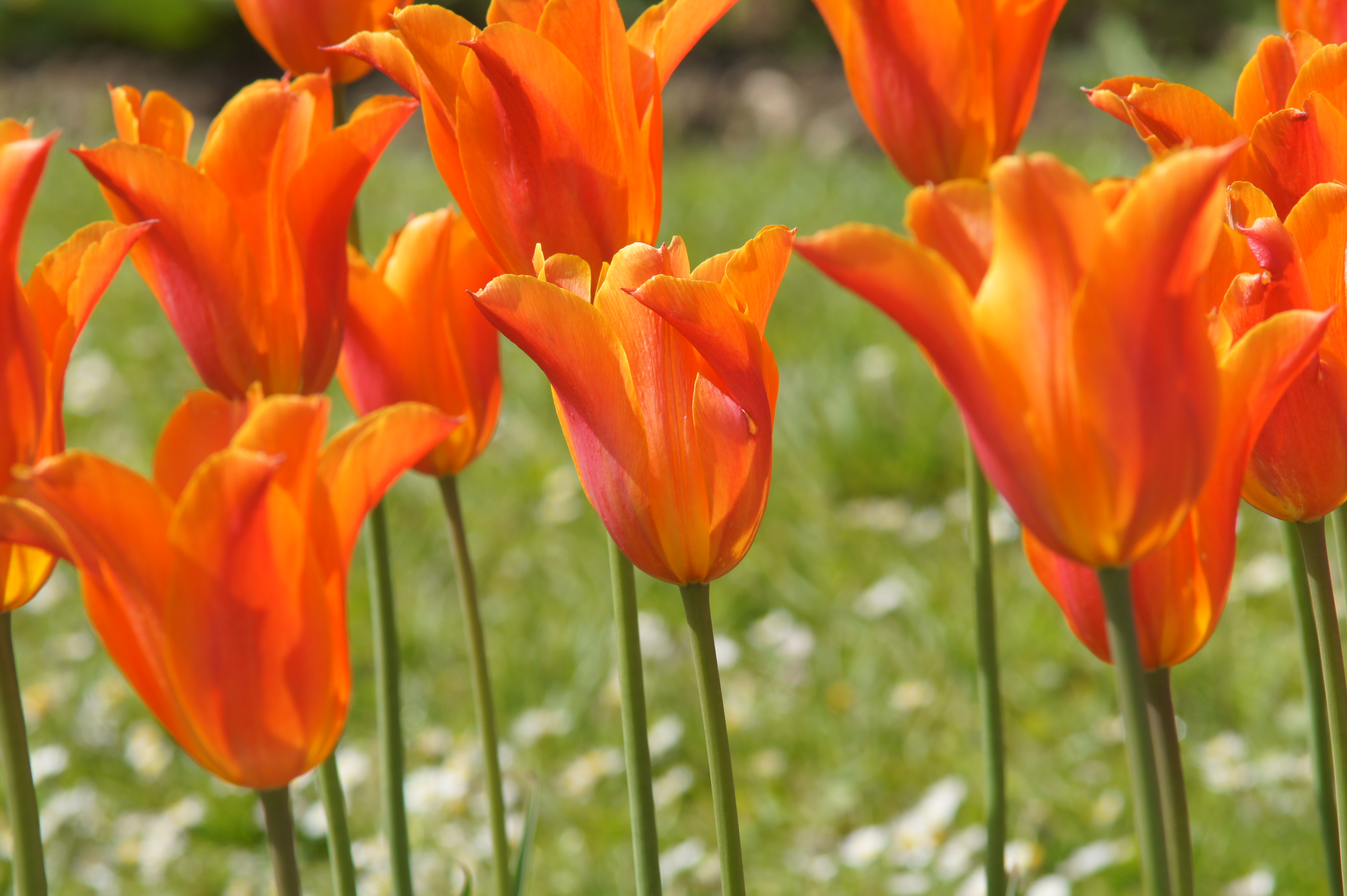 227551_Lilienblütige Tulpen Synaeda Orang Nahaufnahme mehrerer orange-roter Tulpen mit schlanken grünen Stängeln vor unscharfem grünen Gras und weißen Gänseblümchen