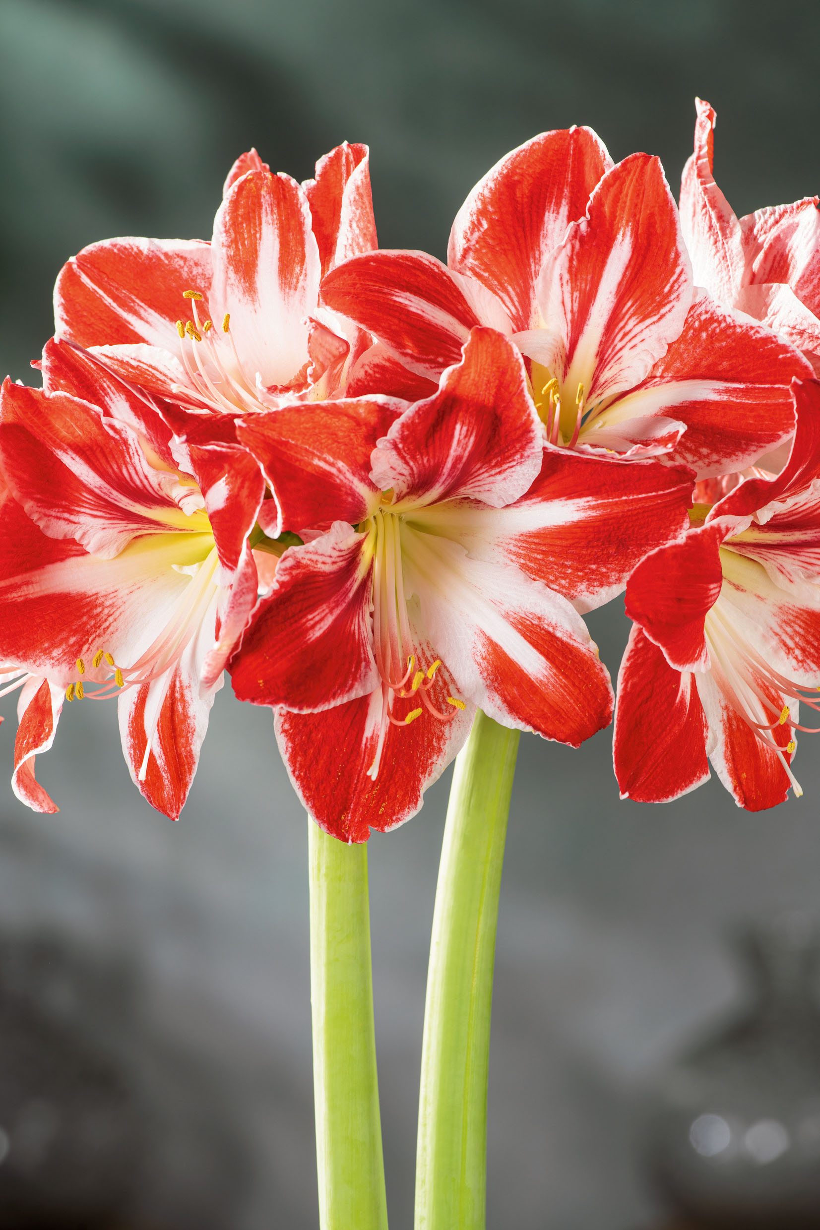 Amaryllis Galaxy, präpariert Spartacus