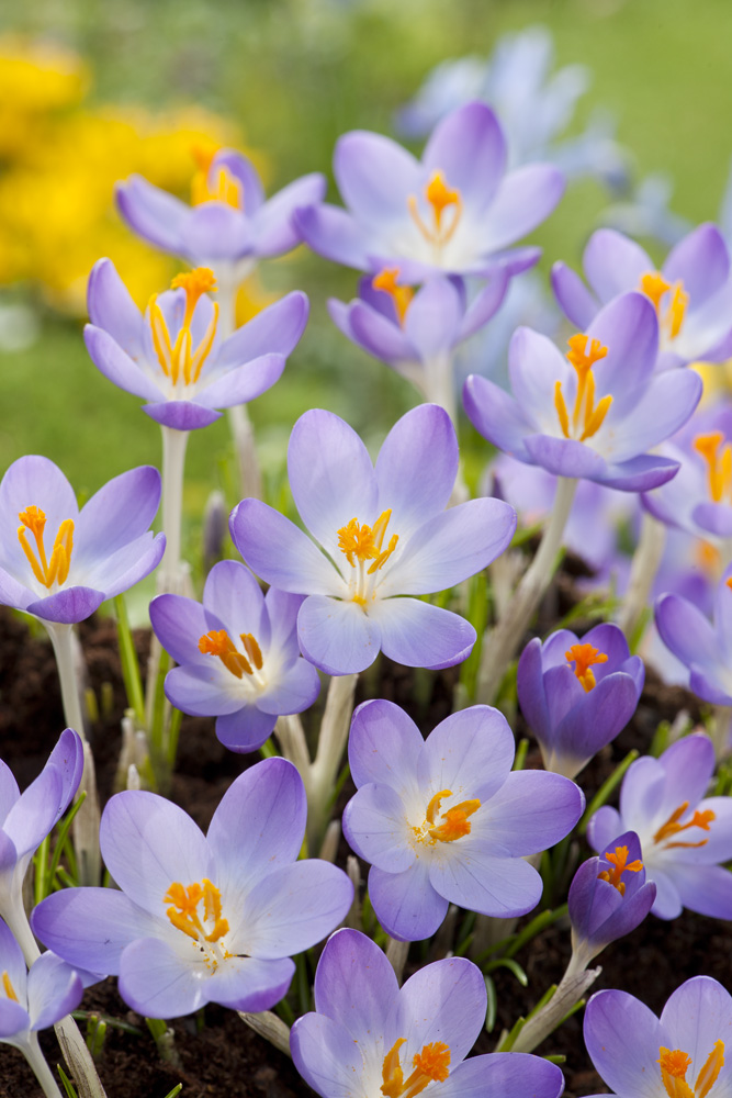 Crocus tommasinianus Barrs Purple