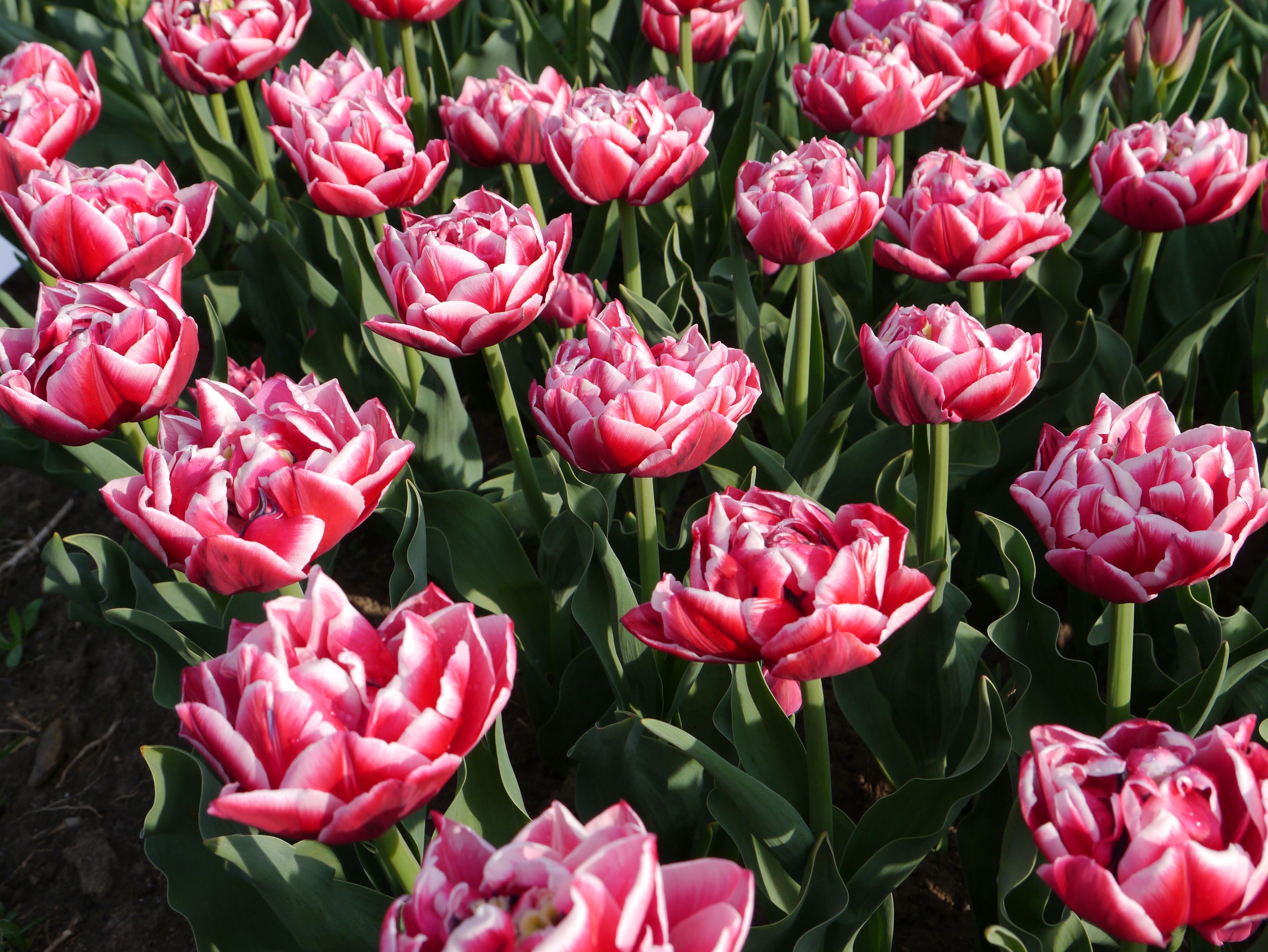52434_Gef. späte Tulpen Columbus_1 Nahaufnahme von rosa-weißen, gefüllten Tulpen im Beet, mehrere dicht stehende Frühlingsblüten mit grünen Blättern