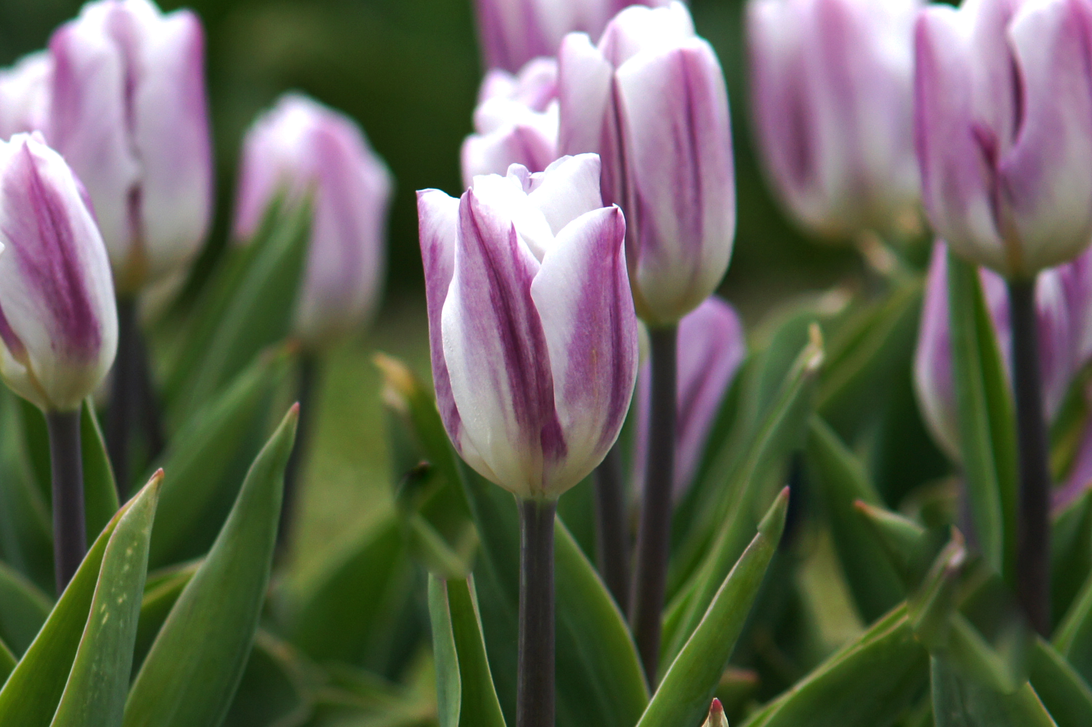223862_Triumph-Tulpen Rems Favourite Nahaufnahme einer lila-weißen Tulpe im Blumenbeet mit grünen Blättern und unscharfem Hintergrund