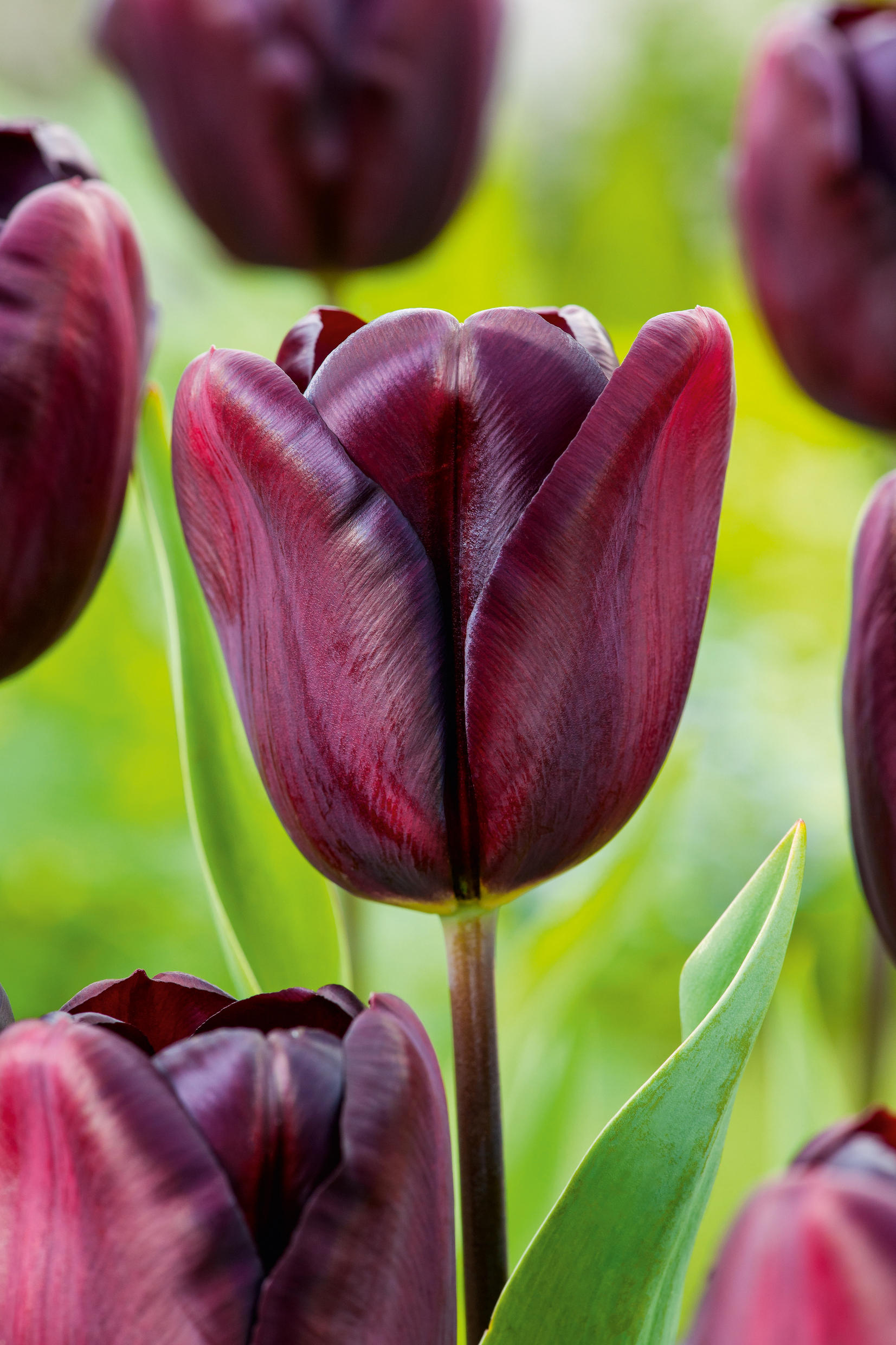 223462_Triumph-Tulpen_Continental Nahaufnahme einer dunkelvioletten bis fast schwarzen Tulpenblüte mit glänzenden, samtigen Blütenblättern vor unscharfem grünem Gartenhintergrund