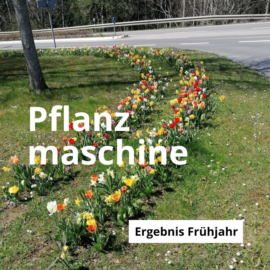 Ergebnis der Pflanzmaschine im Frühjahr