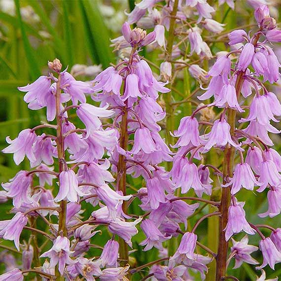 Hyacinthoides hisp Rose Queen Nahaufnahme von rosa-lilafarbenen, glockenförmigen Blüten an mehreren Stängeln vor grünem Blattwerk