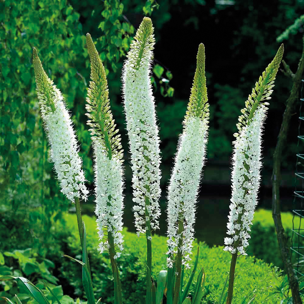 Mehrere hohe, schlanke Triebe mit dichten weißen Blütenrispen vor grünem Gartenhintergrund