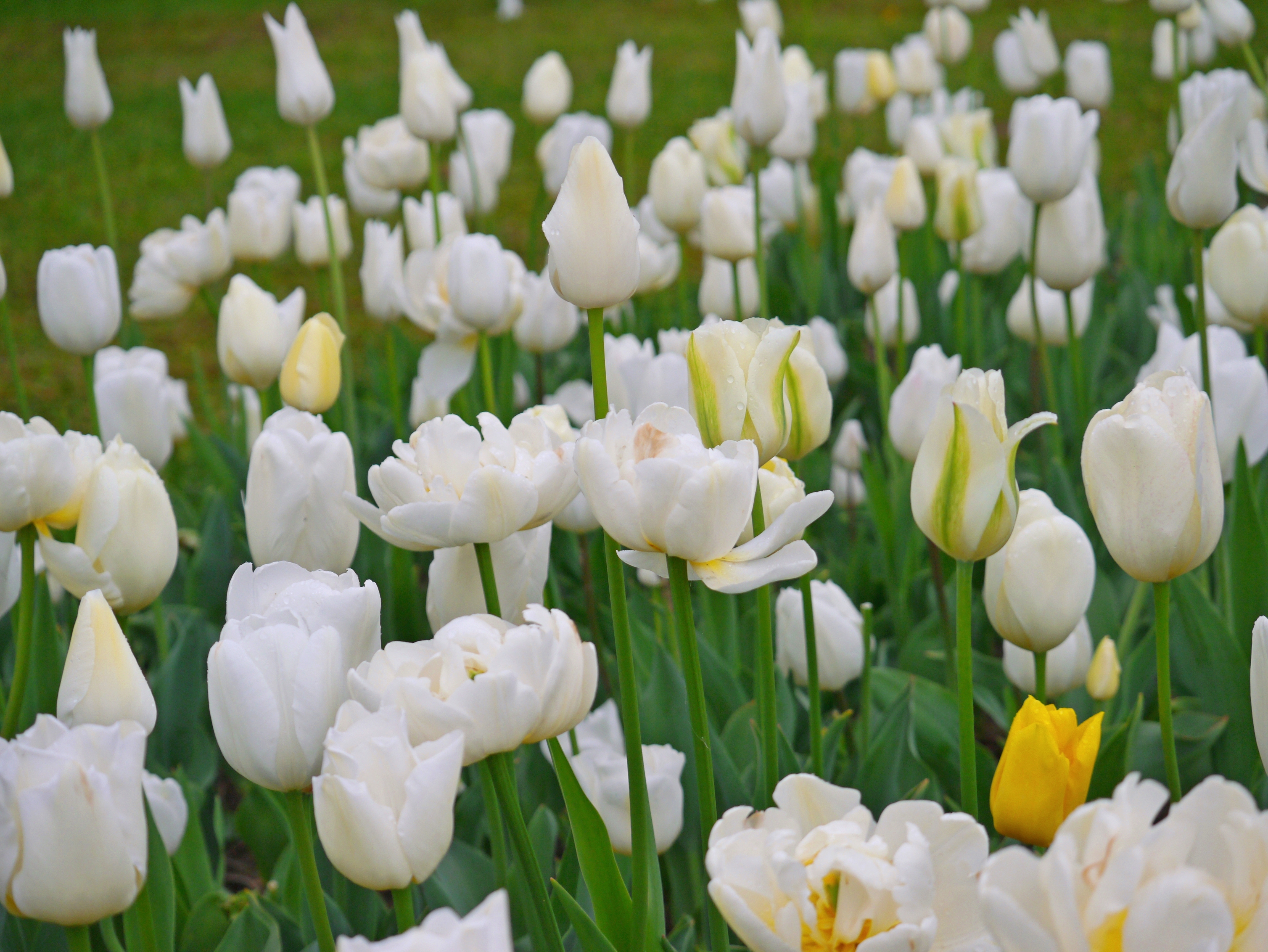 22015_Töne in Weiß Nahaufnahme eines Beets mit vielen weißen Tulpen und einer einzelnen gelben Tulpe, grüne Stängel und Tautropfen