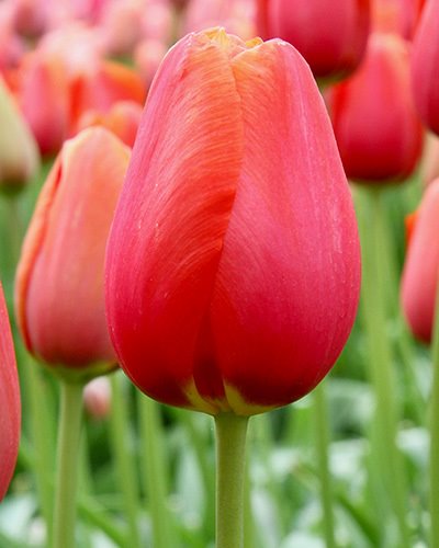 225051_Einf. späte Tulpen Avignon Einzelne rote Tulpe in Nahaufnahme mit grünen Stängeln und unscharfem Tulpenfeld im Hintergrund