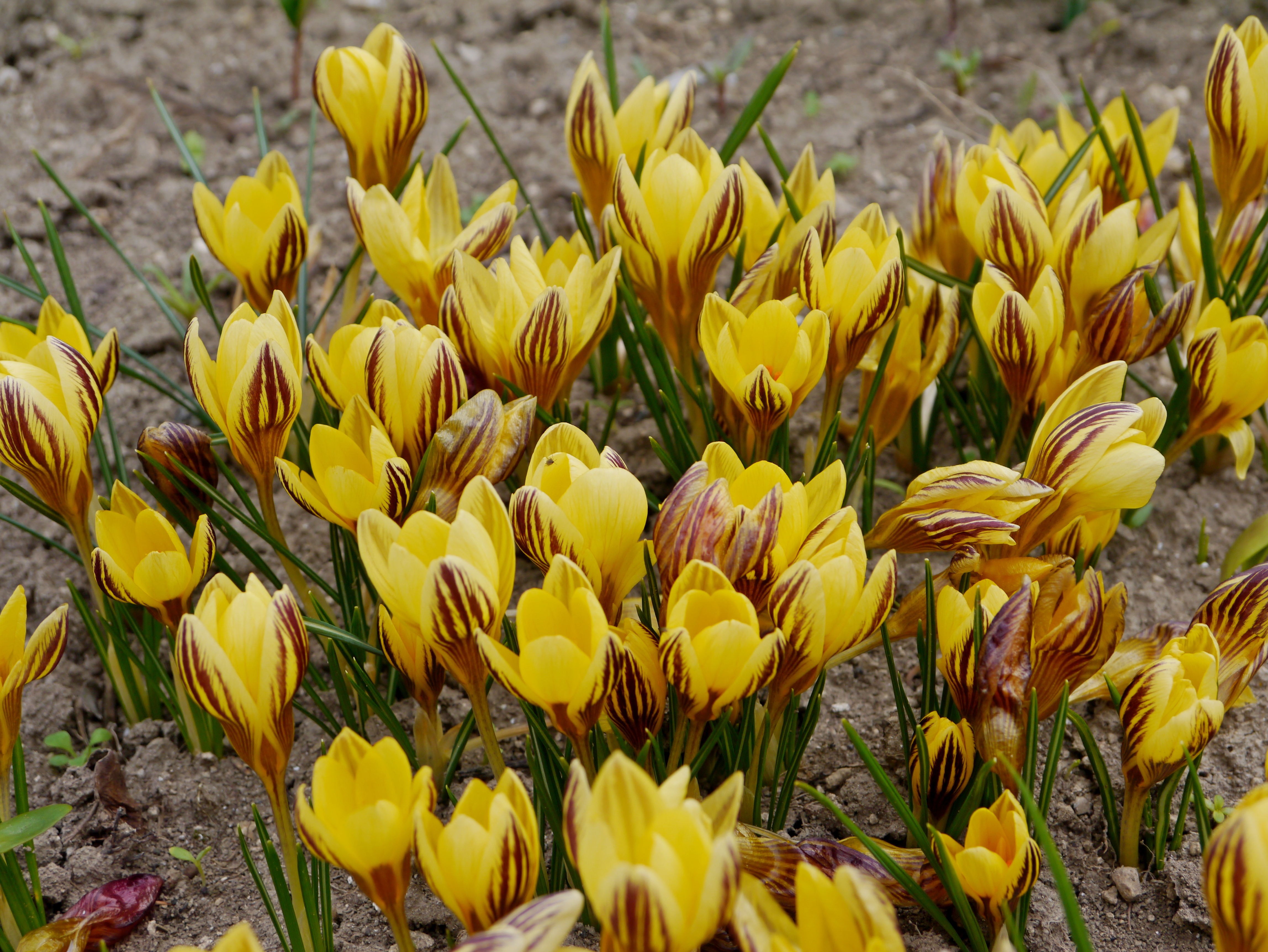 250825_Crocus chrysanthus Gipsy Girl Gelbe Krokusse mit braunen Streifen auf brauner Erde, Nahaufnahme vieler dicht stehender Frühlingsblüten im Beet