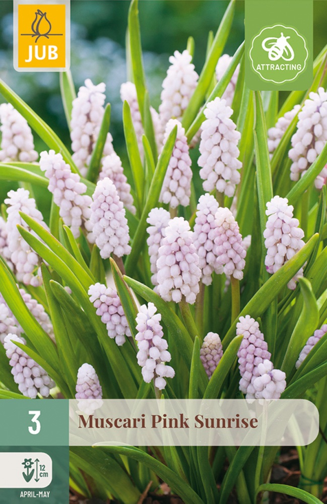 Muscari Pink Sunrise
