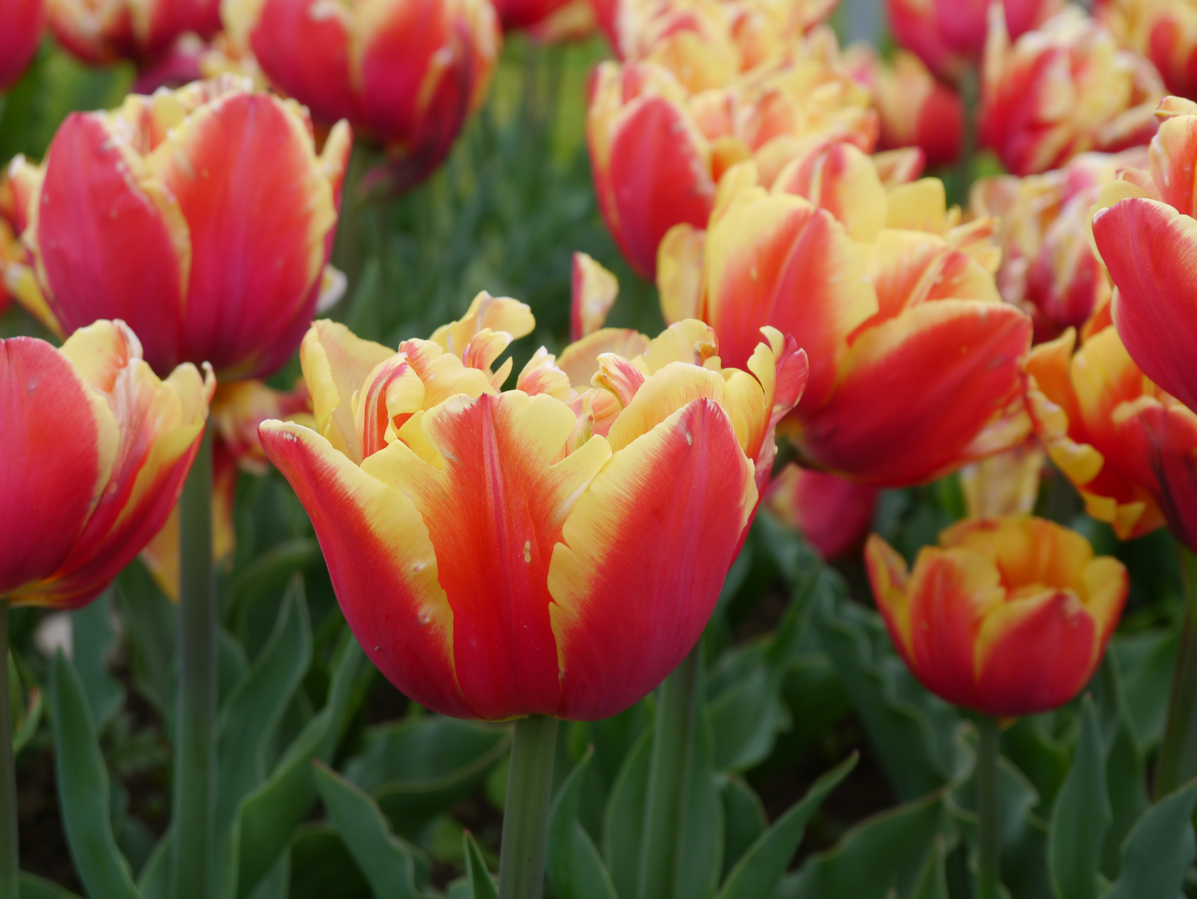 222261_Gef. späte Tulpen Double Focus_1 Nahaufnahme von rot-gelb geflammten Tulpen in einem Frühlingsbeet, grüne Blätter und weitere Tulpen unscharf im Hintergrund