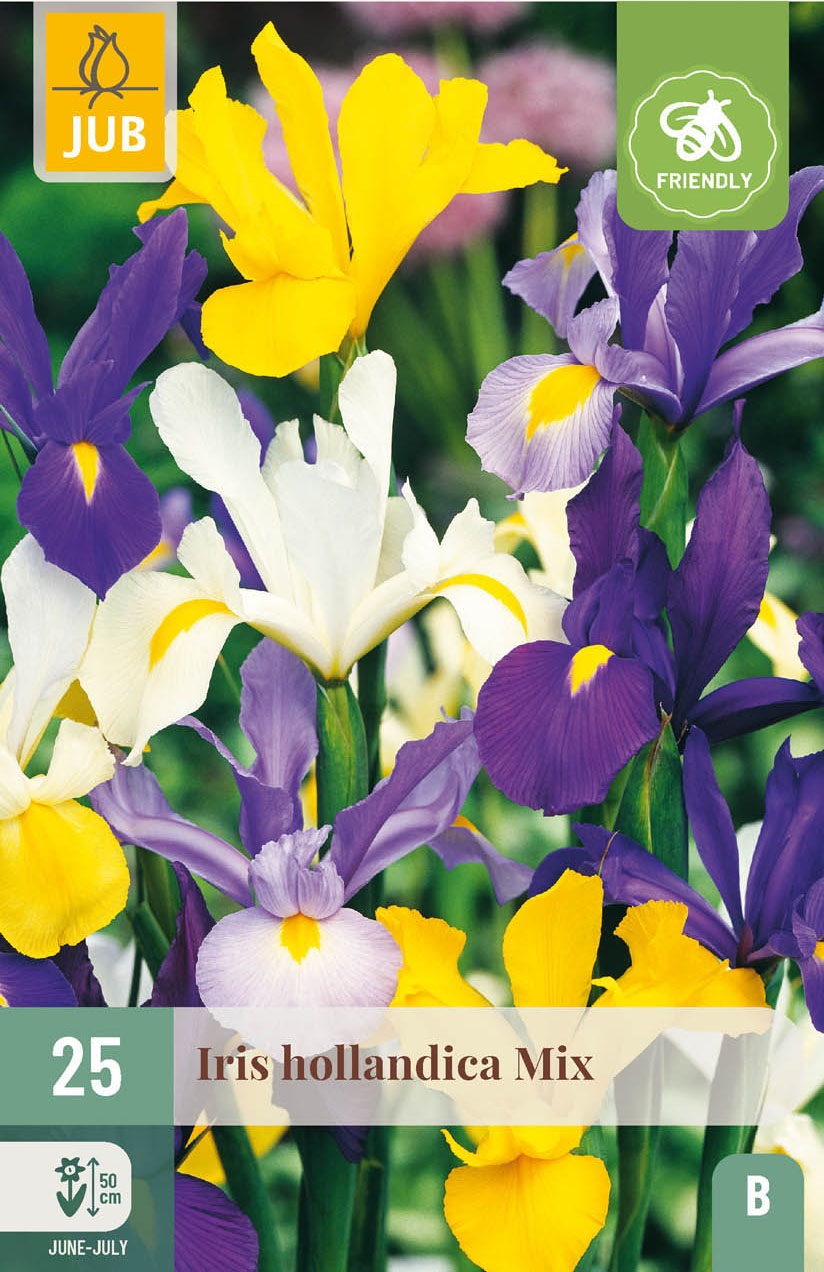 Iris hollandica, Mischung