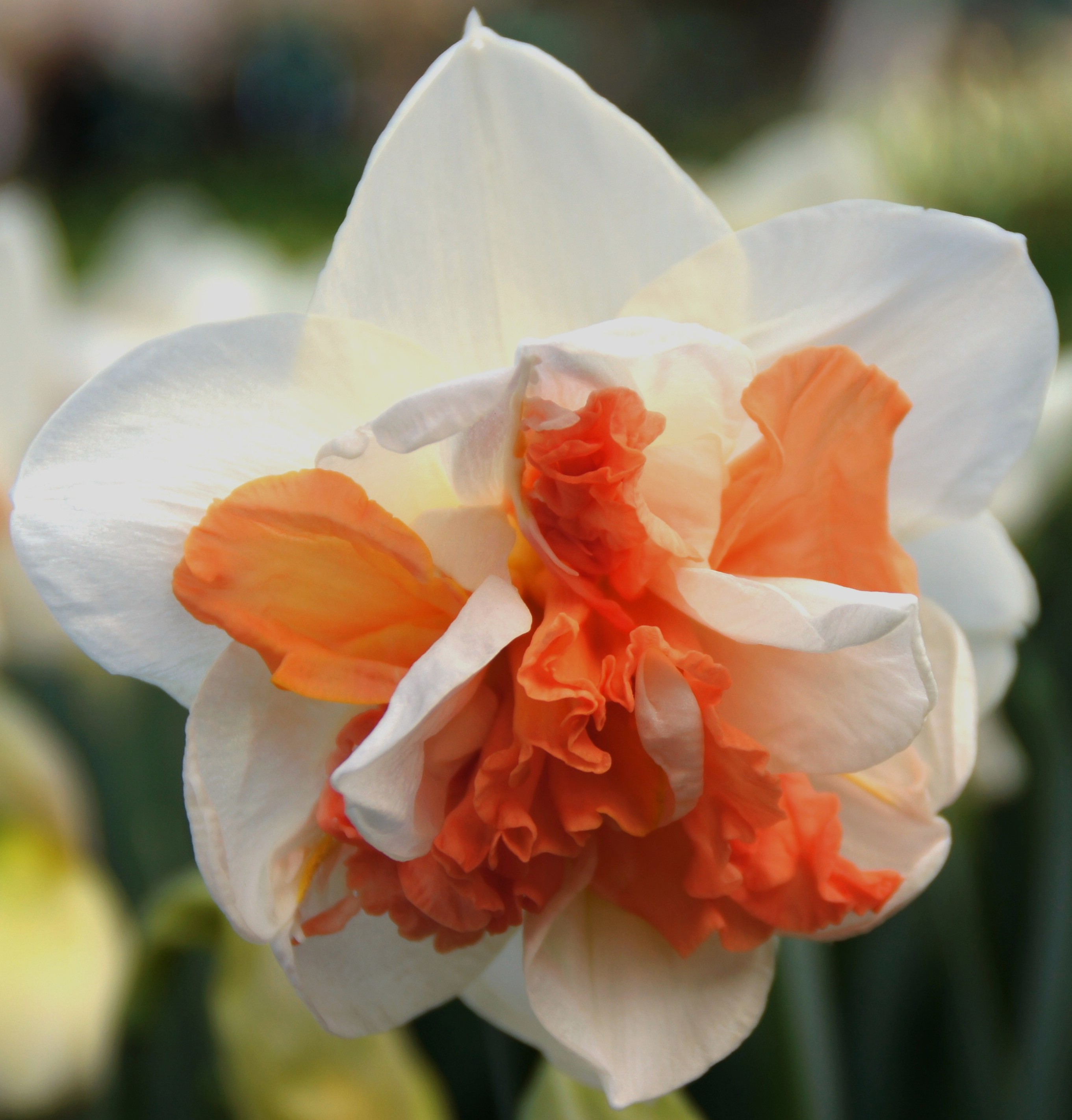 Nahaufnahme einer weißen Narzissenblüte mit kräftig orangefarbenen, gefüllten Innenblättern (Doppelblüte)