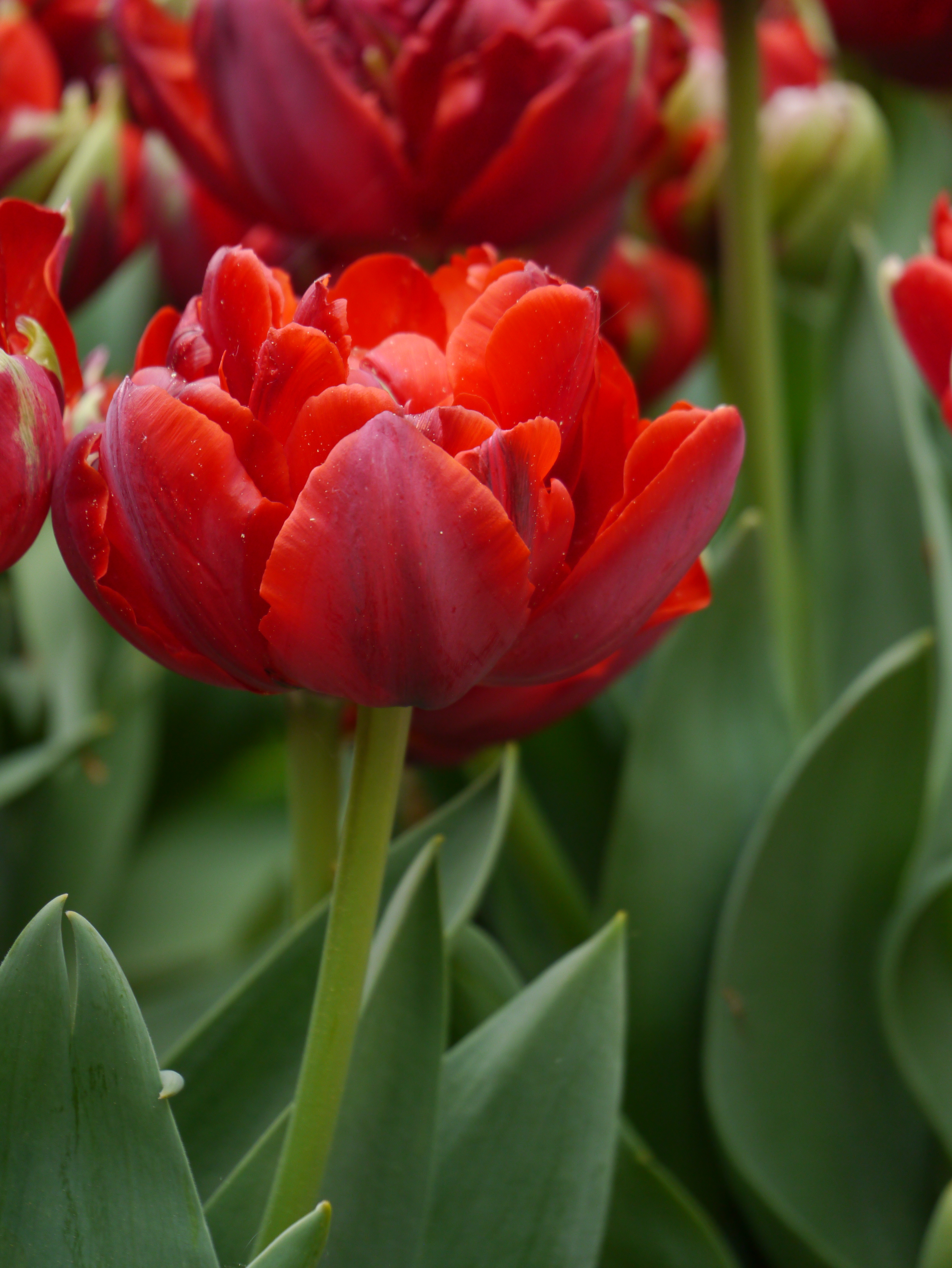 Gefüllte frühe Tulpen Abba